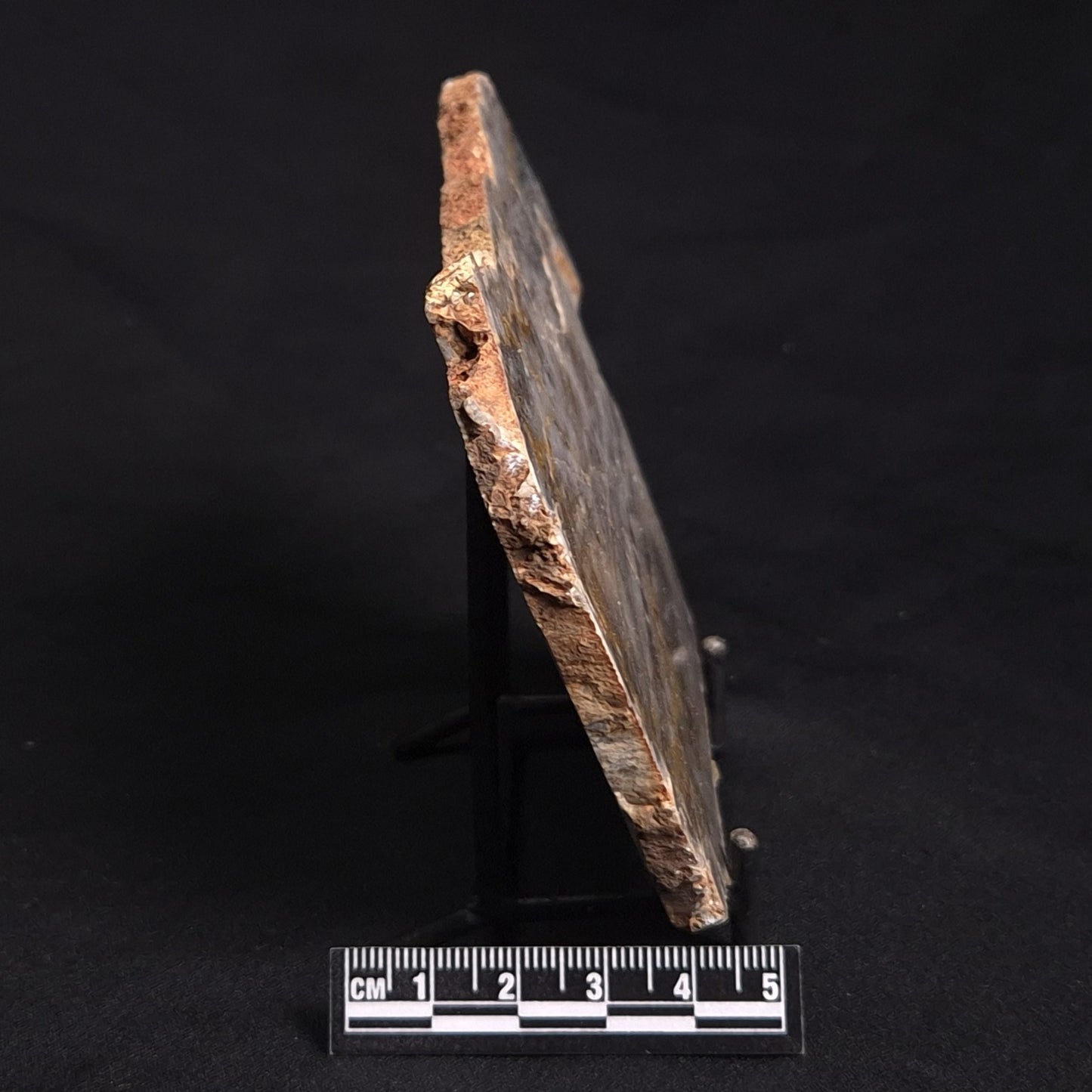 LINELLA AVIS STROMATOLITE, Neoproterozoic, Australia ZLA018