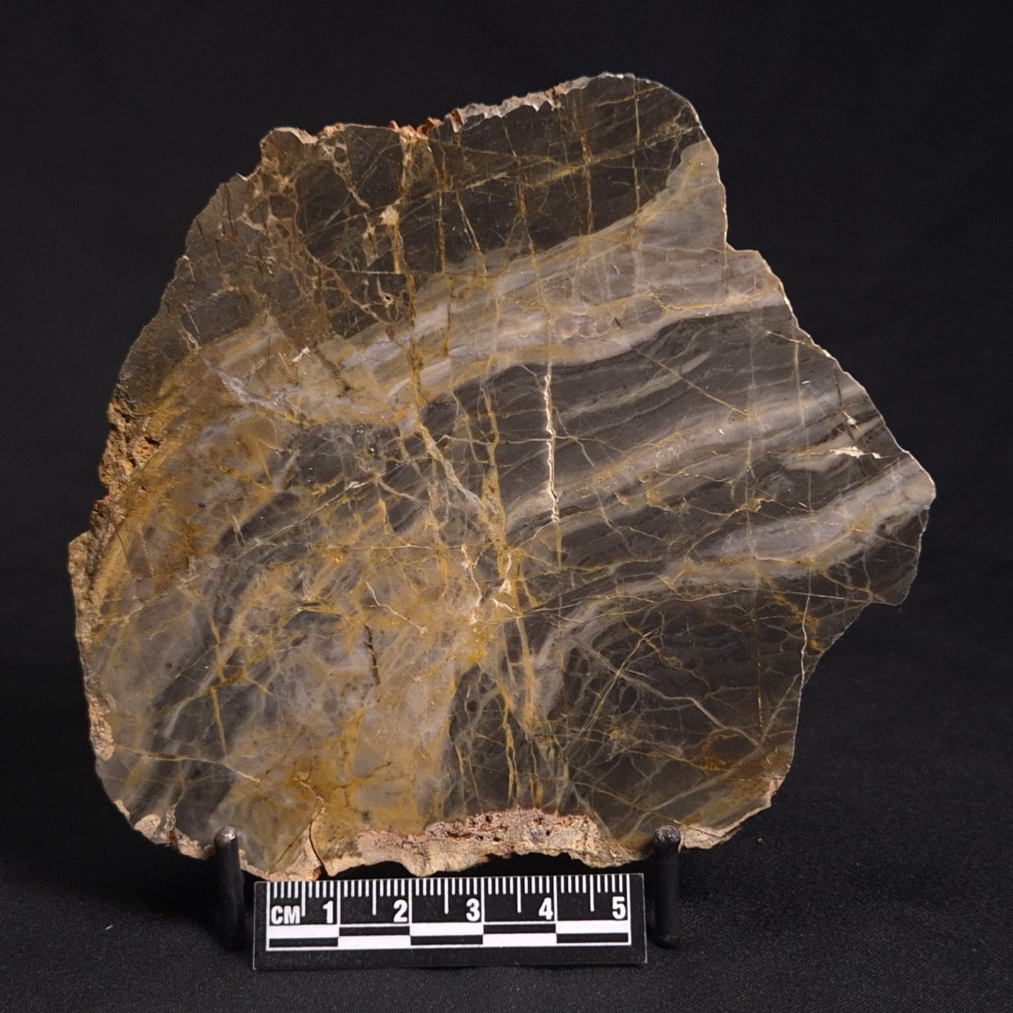 LINELLA AVIS STROMATOLITE, Neoproterozoic, Australia ZLA019