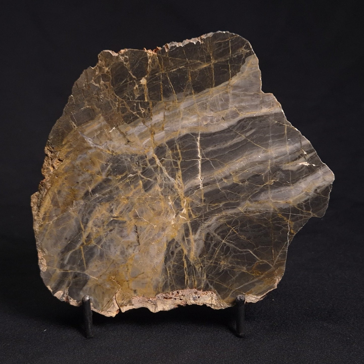 LINELLA AVIS STROMATOLITE, Neoproterozoic, Australia ZLA019