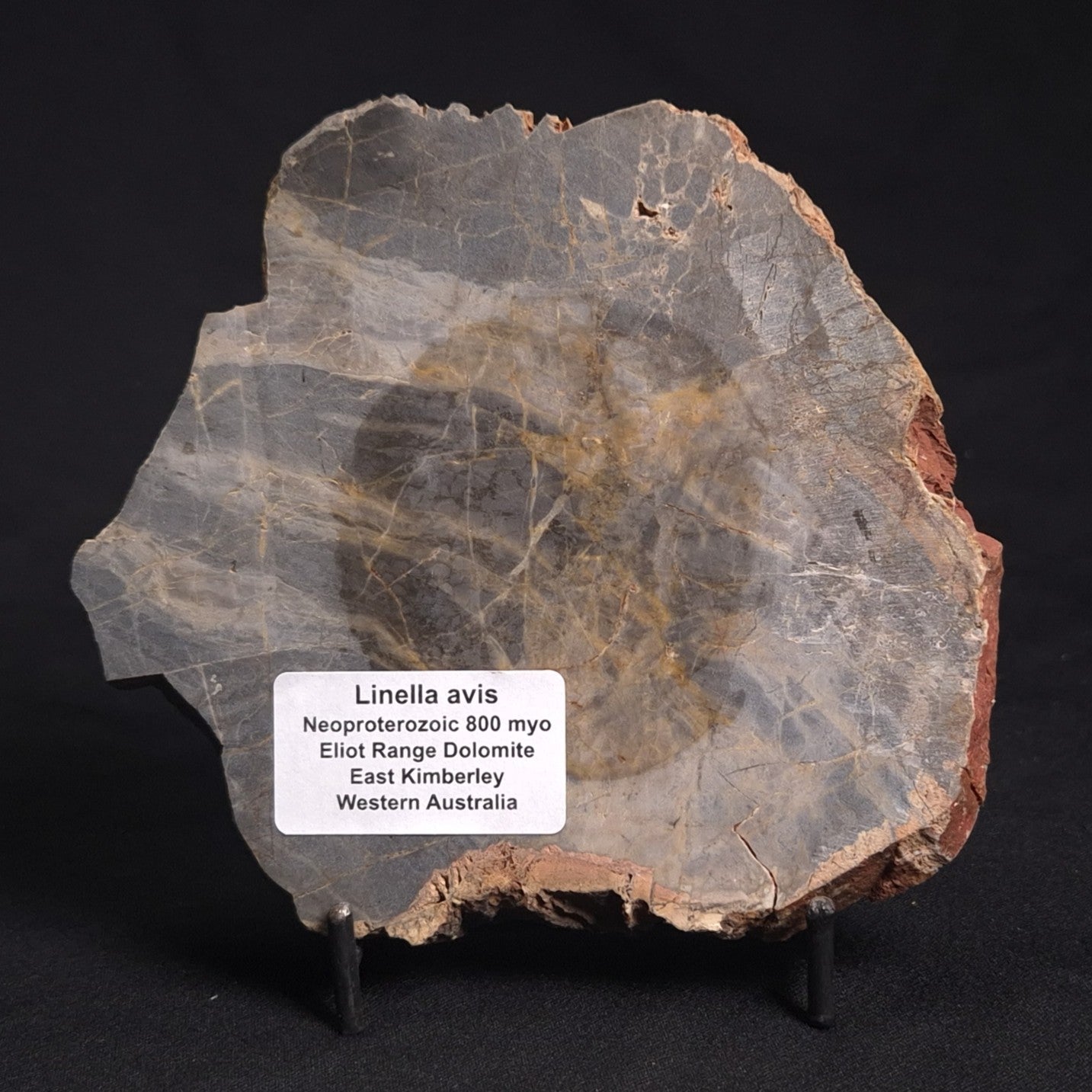 LINELLA AVIS STROMATOLITE, Neoproterozoic, Australia ZLA019