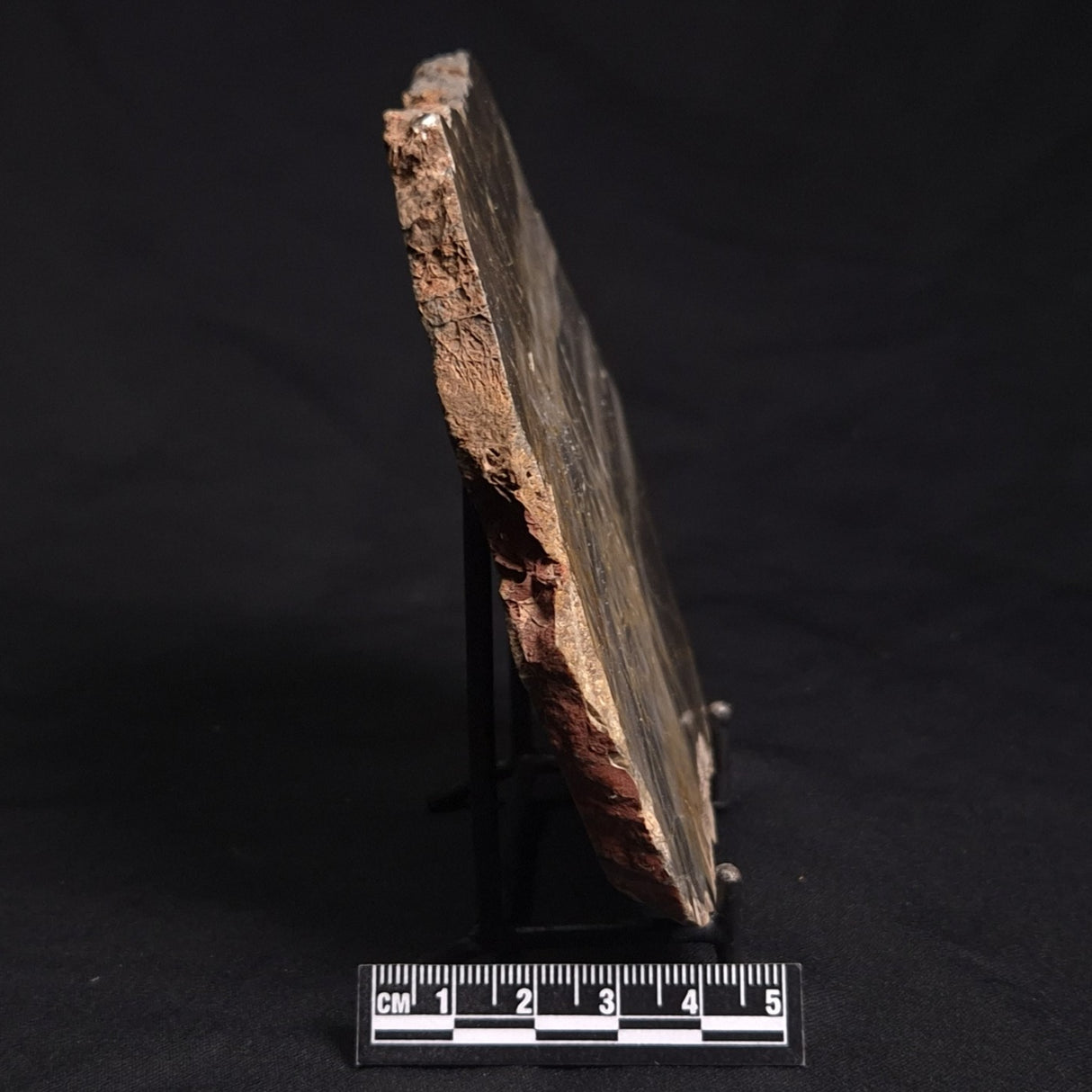 LINELLA AVIS STROMATOLITE, Neoproterozoic, Australia ZLA019