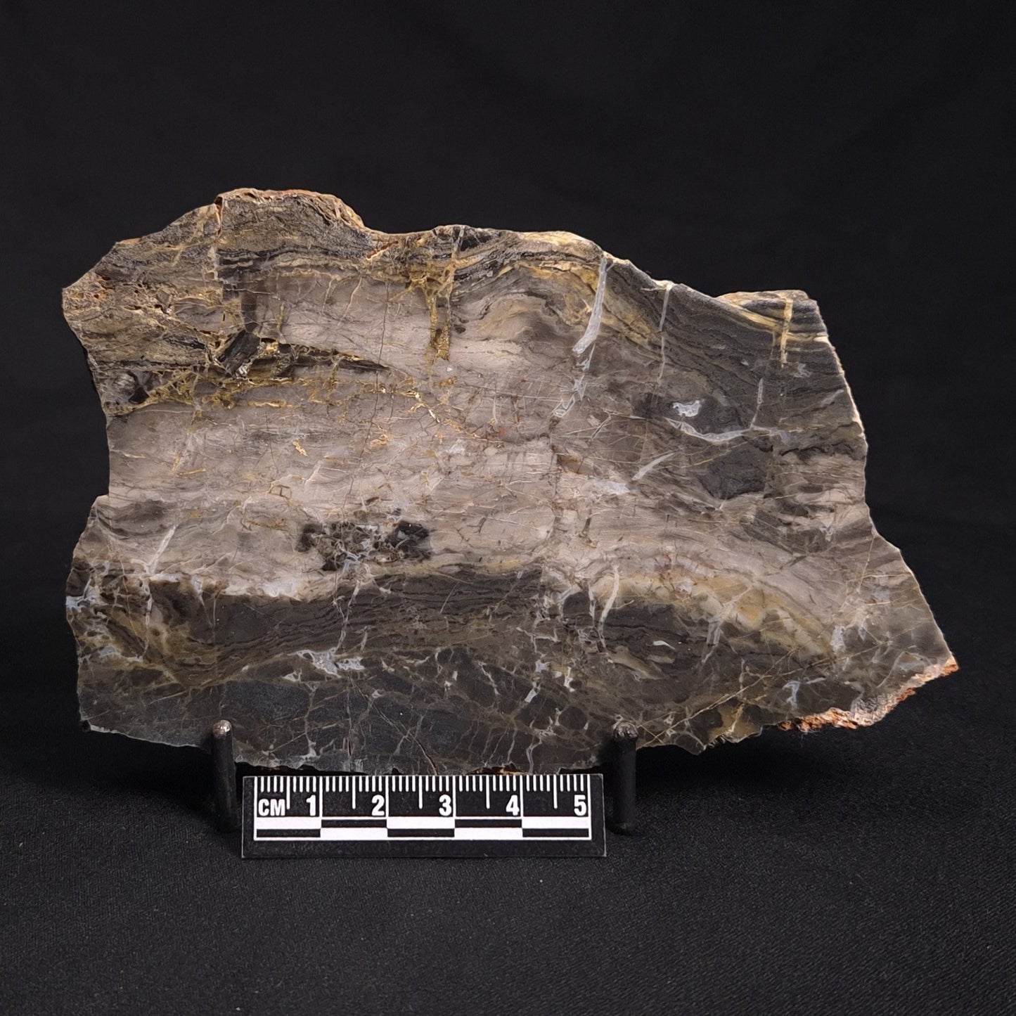 LINELLA AVIS STROMATOLITE, Neoproterozoic, Australia ZLA020