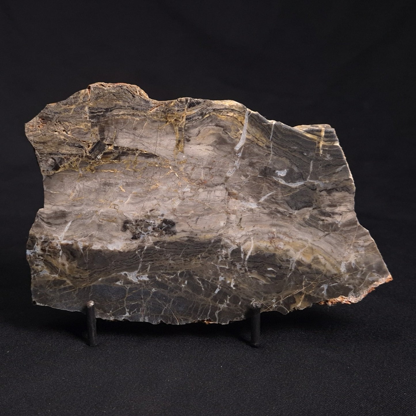LINELLA AVIS STROMATOLITE, Neoproterozoic, Australia ZLA020