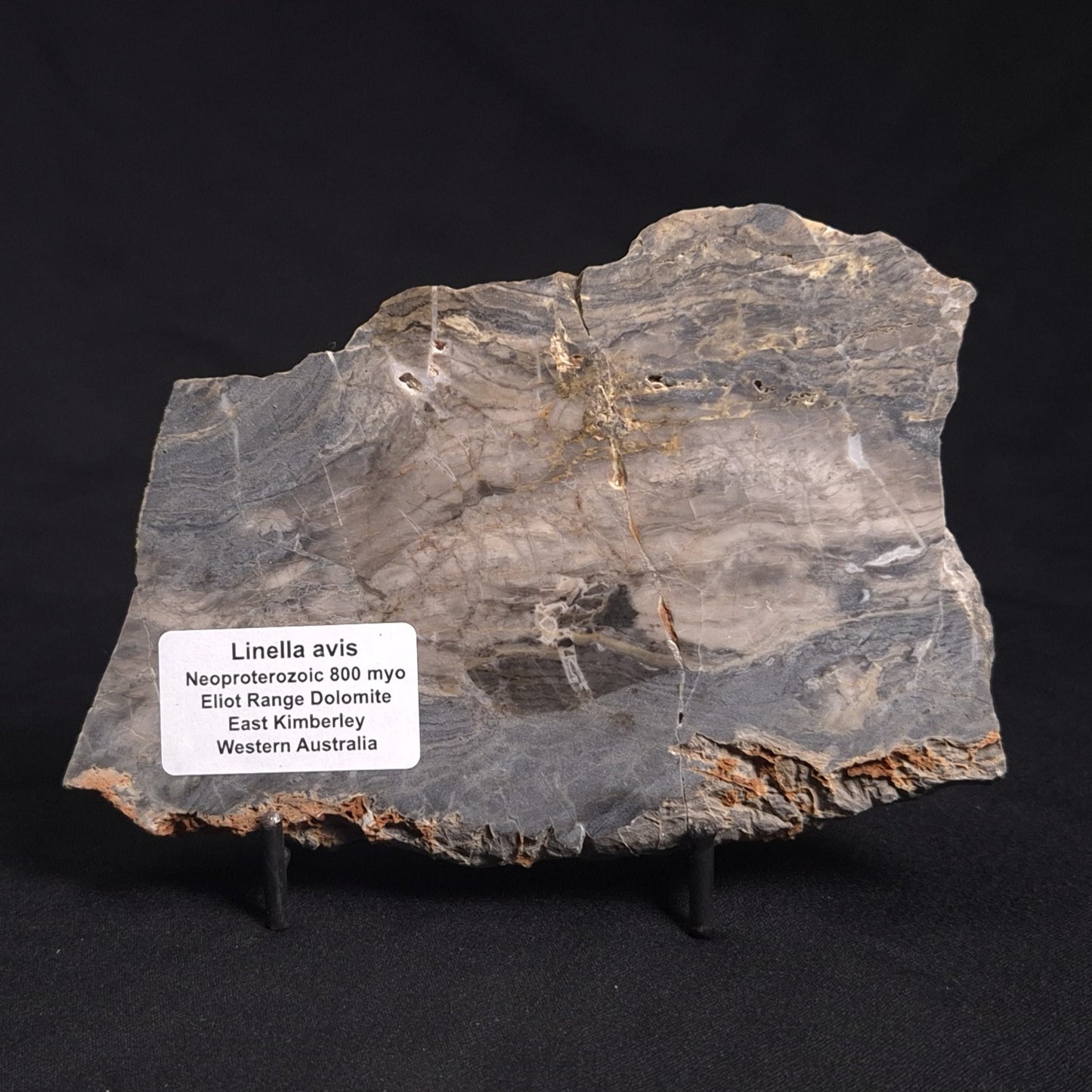 LINELLA AVIS STROMATOLITE, Neoproterozoic, Australia ZLA020