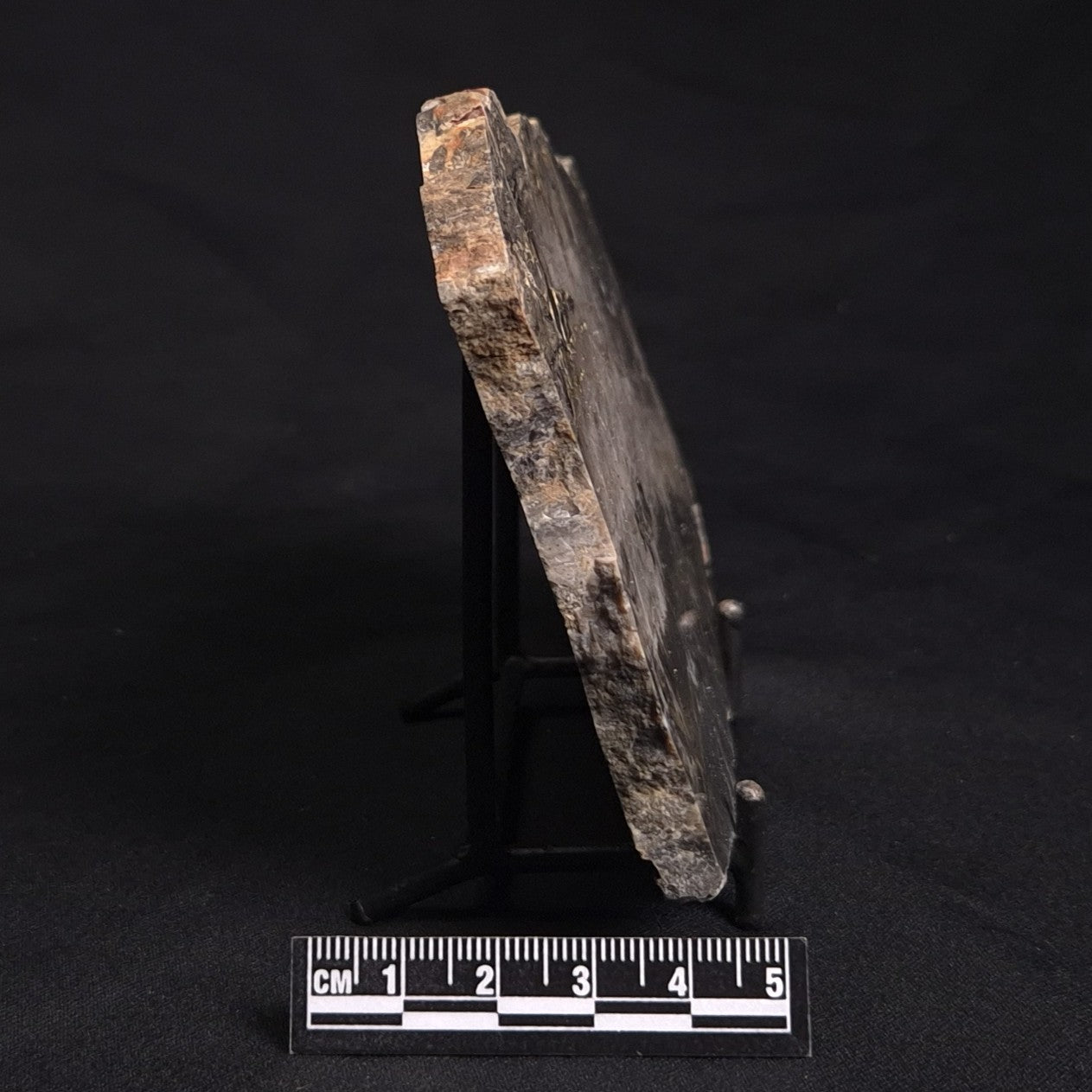LINELLA AVIS STROMATOLITE, Neoproterozoic, Australia ZLA020