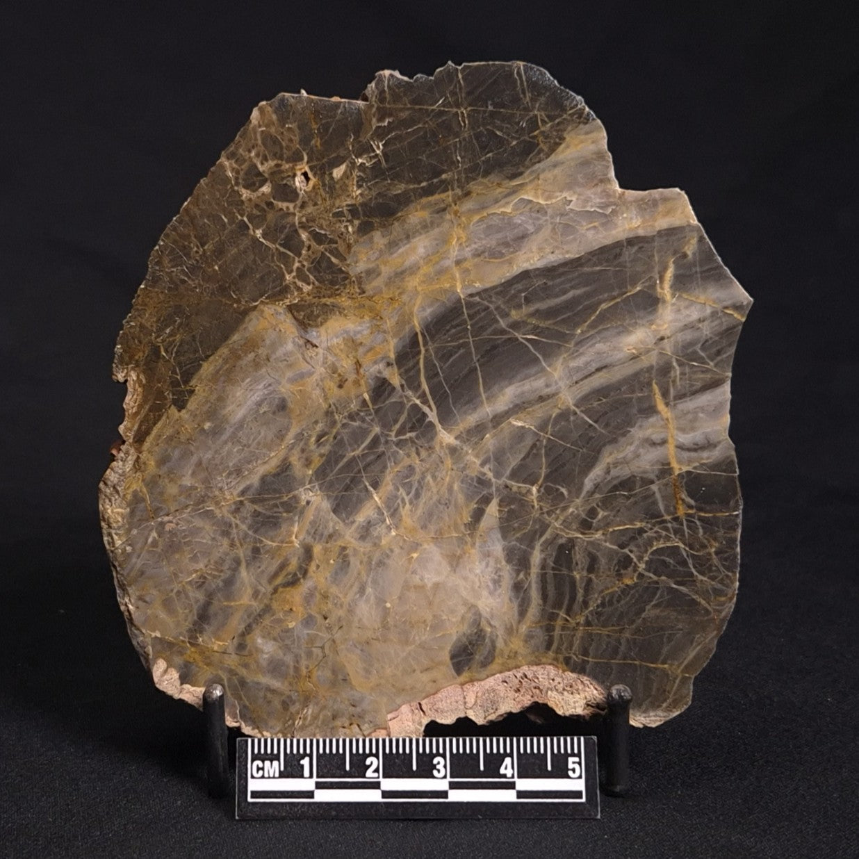 LINELLA AVIS STROMATOLITE, Neoproterozoic, Australia ZLA021