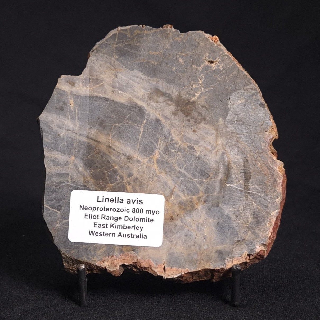 LINELLA AVIS STROMATOLITE, Neoproterozoic, Australia ZLA021