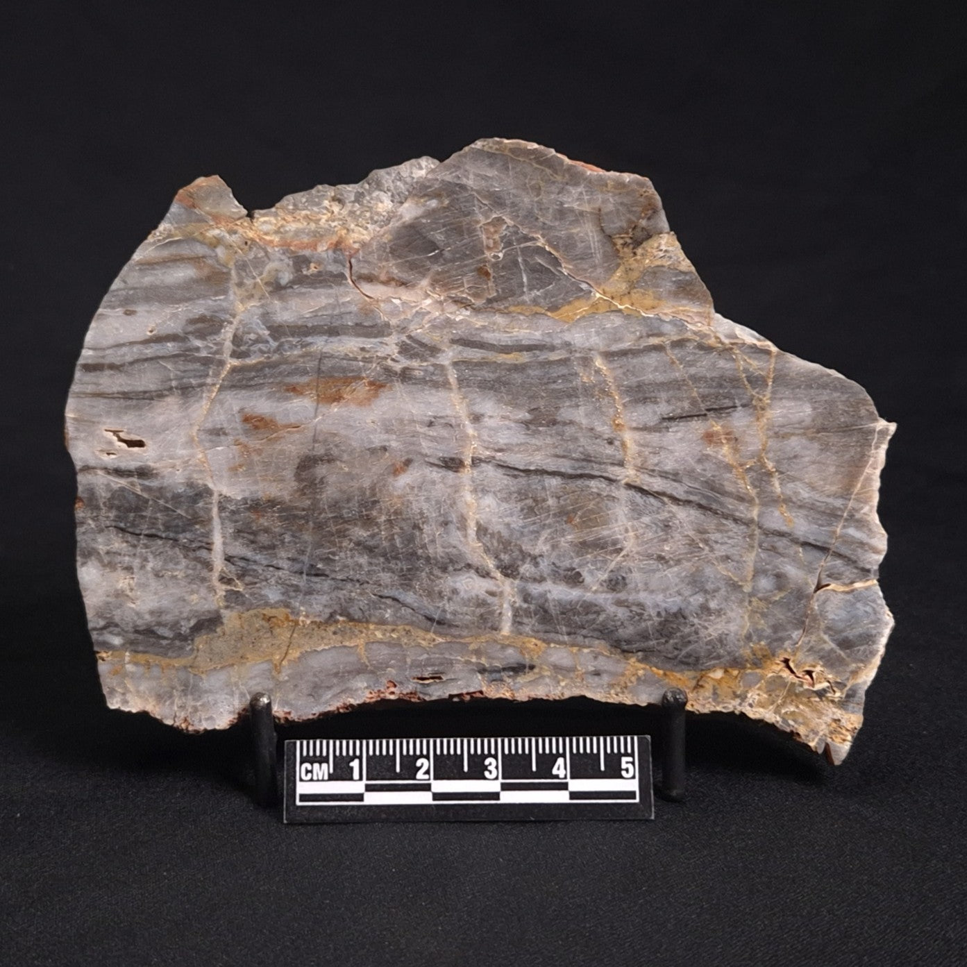 LINELLA AVIS STROMATOLITE, Neoproterozoic, Australia ZLA022