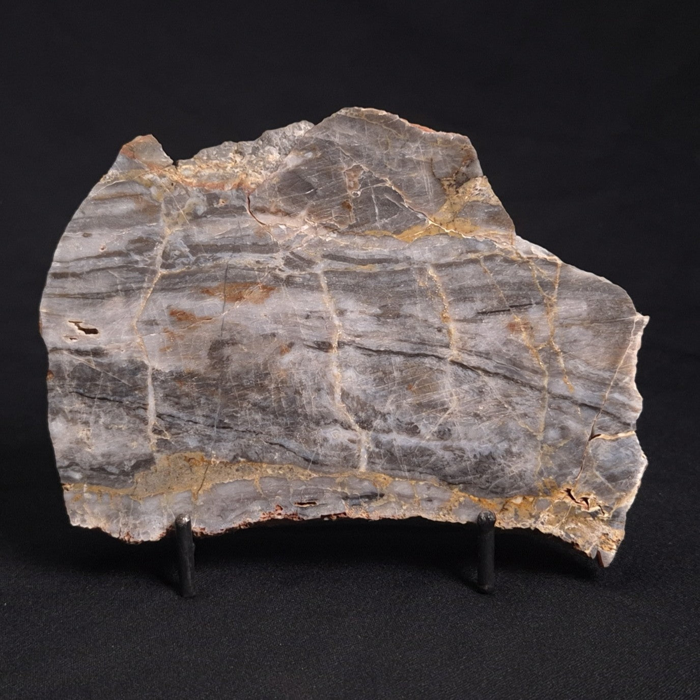 LINELLA AVIS STROMATOLITE, Neoproterozoic, Australia ZLA022