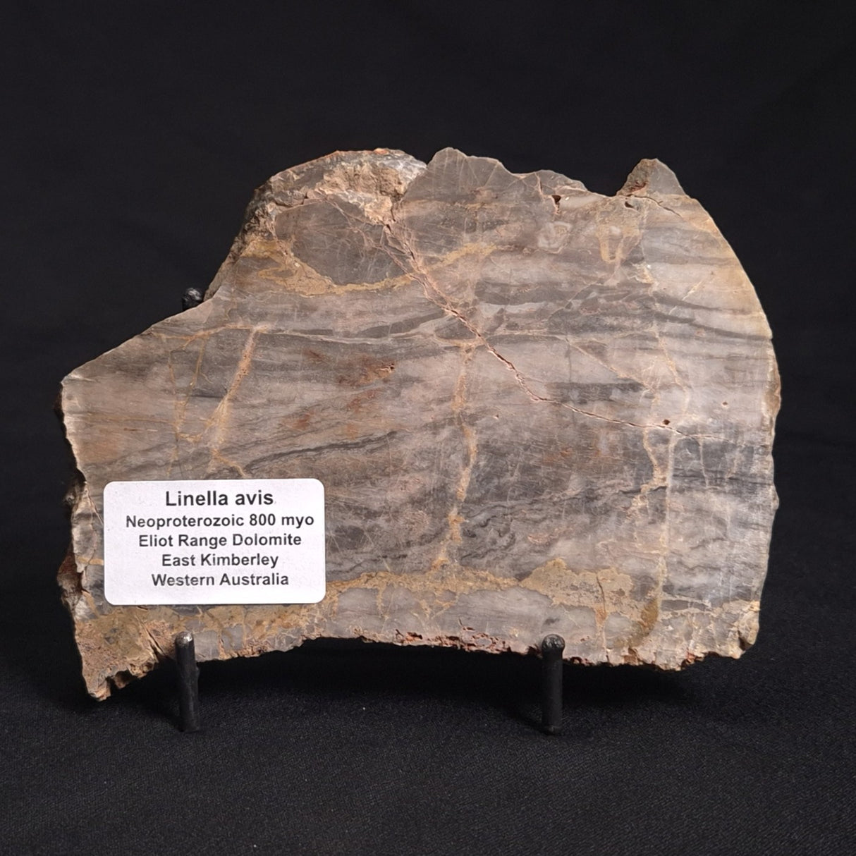 LINELLA AVIS STROMATOLITE, Neoproterozoic, Australia ZLA022