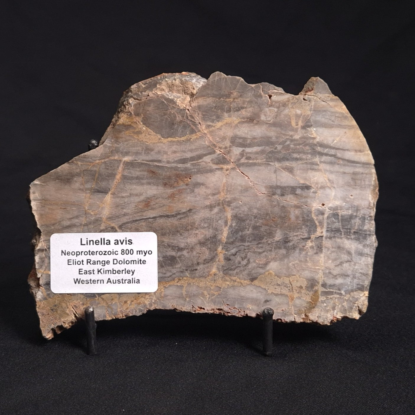 LINELLA AVIS STROMATOLITE, Neoproterozoic, Australia ZLA022