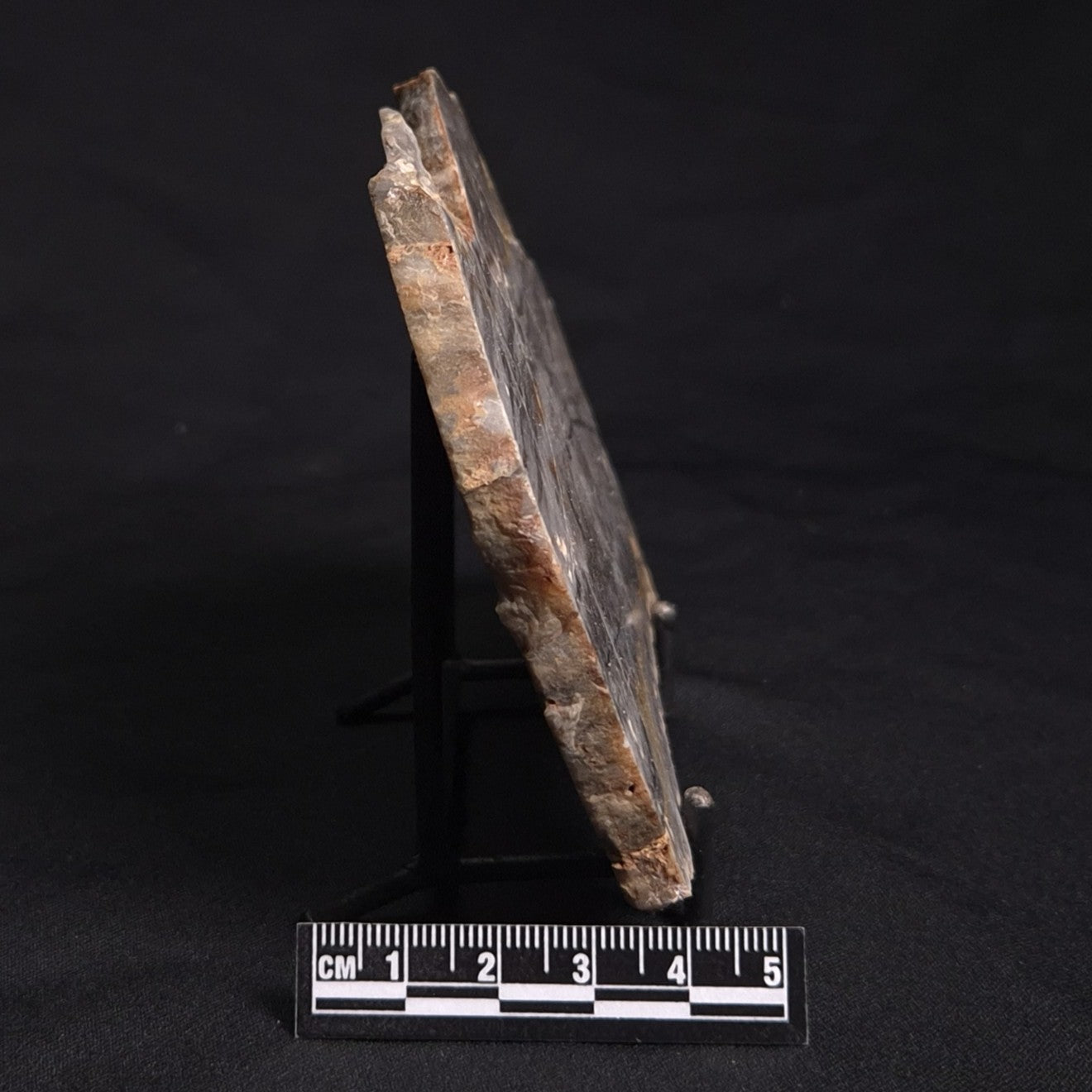 LINELLA AVIS STROMATOLITE, Neoproterozoic, Australia ZLA022