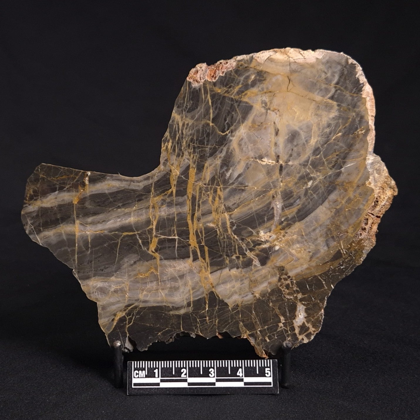 LINELLA AVIS STROMATOLITE, Neoproterozoic, Australia ZLA023