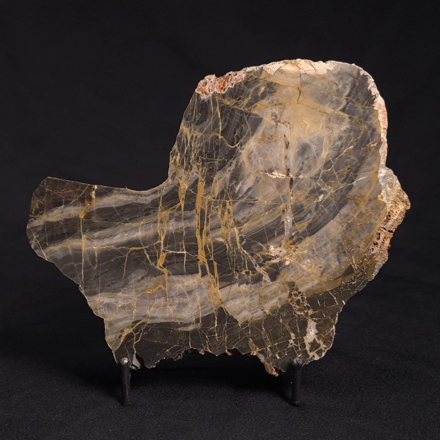 LINELLA AVIS STROMATOLITE, Neoproterozoic, Australia ZLA023