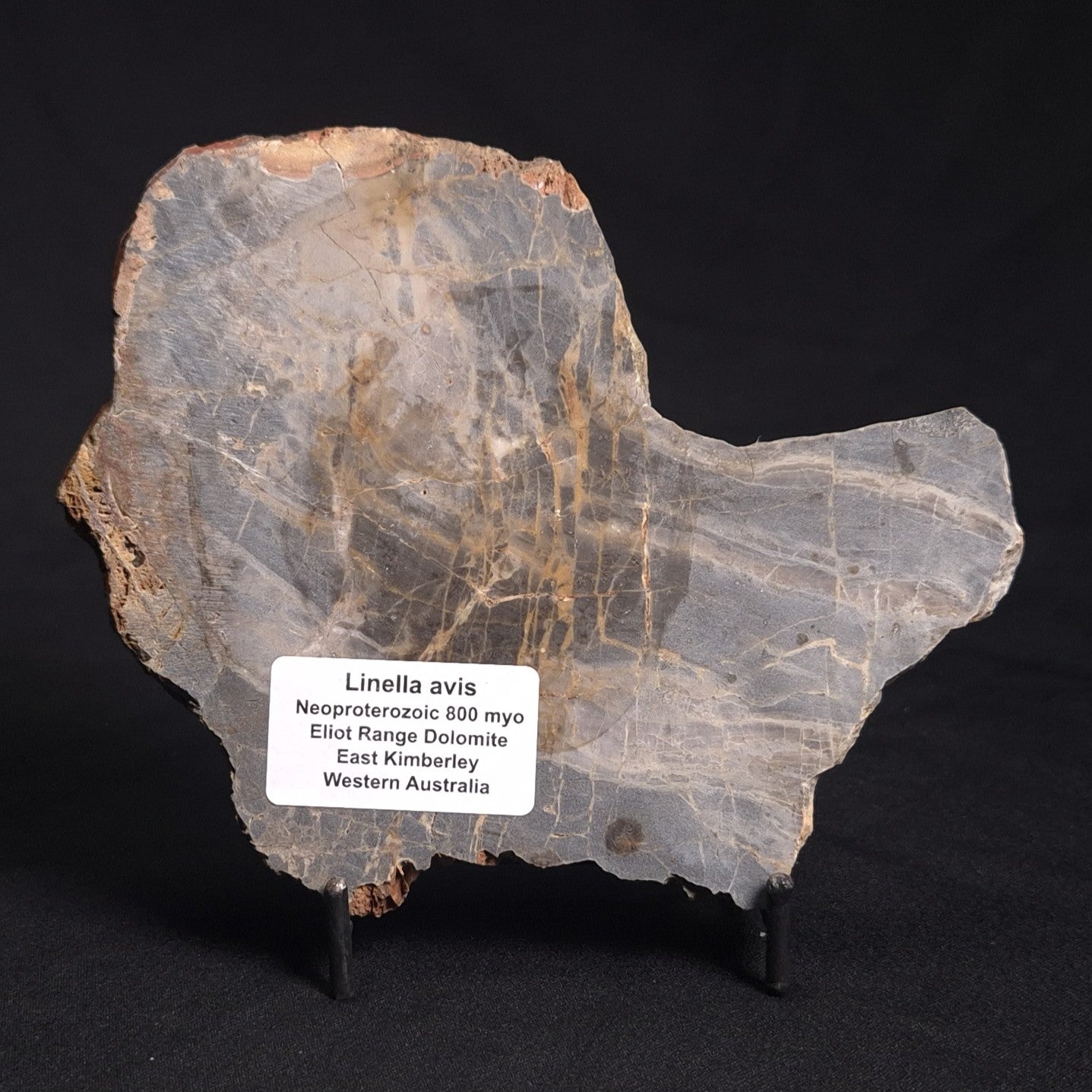 LINELLA AVIS STROMATOLITE, Neoproterozoic, Australia ZLA023