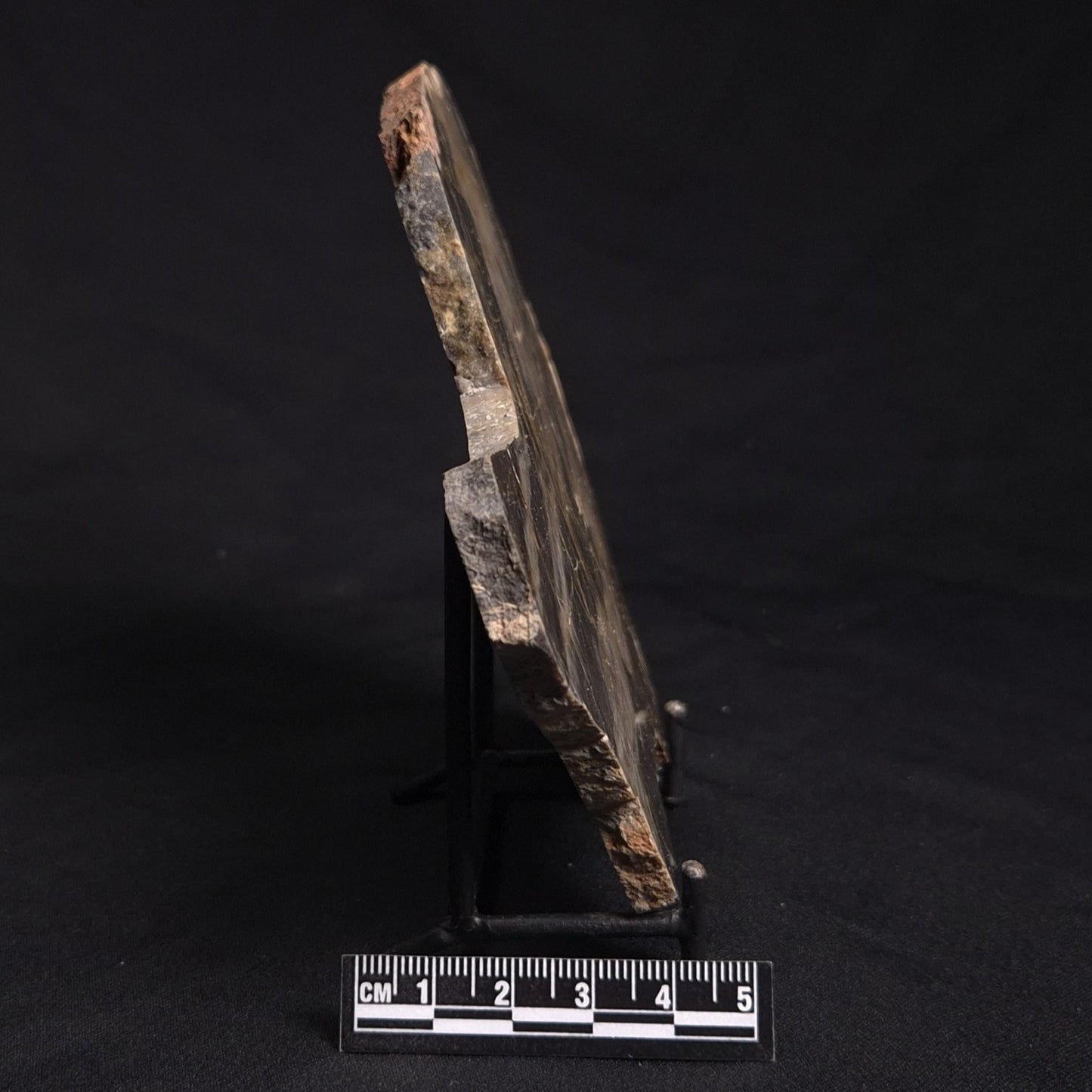 LINELLA AVIS STROMATOLITE, Neoproterozoic, Australia ZLA023