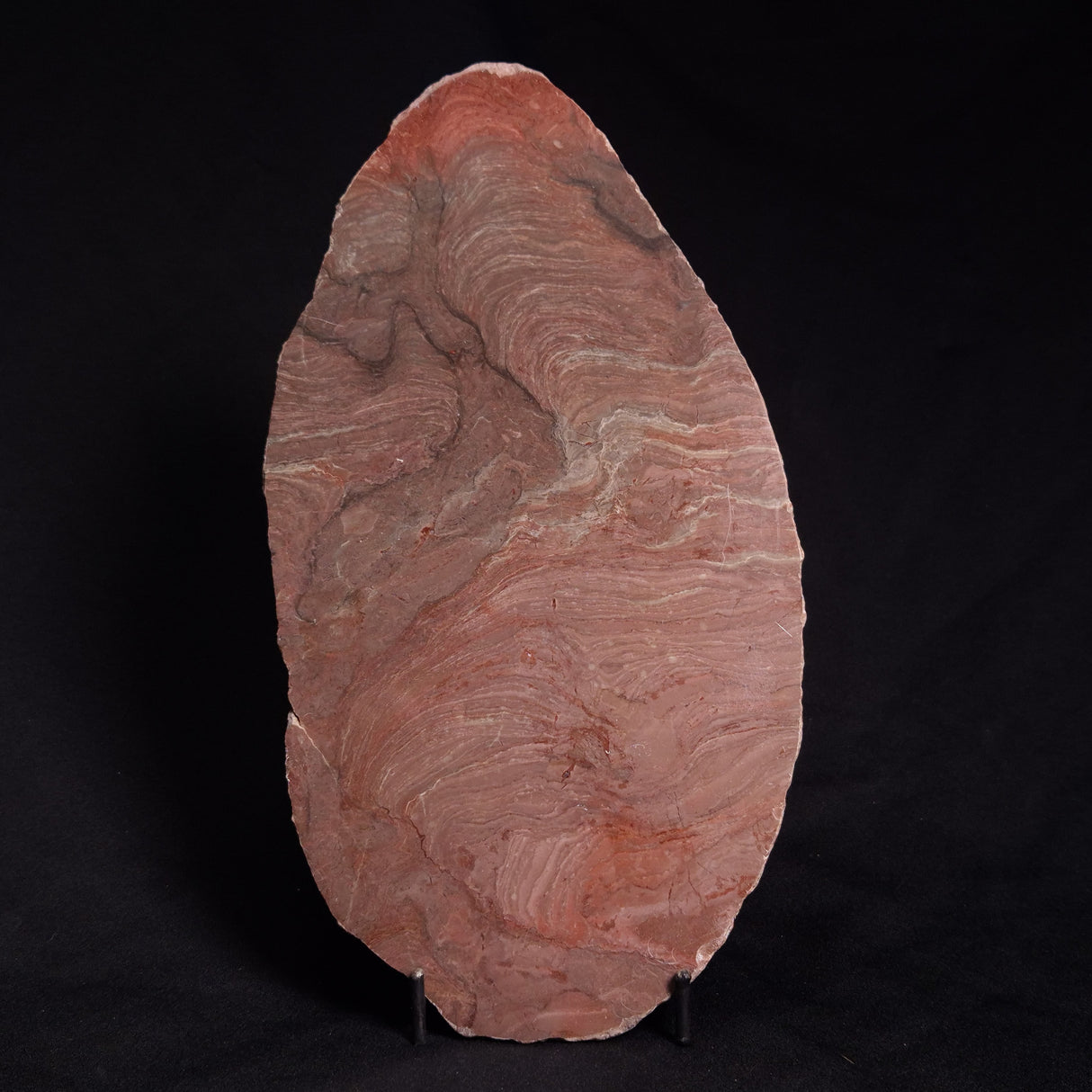 ACACIELLA AUSTRALICA STROMATOLITE, Proterozoic, Australia ZAA002