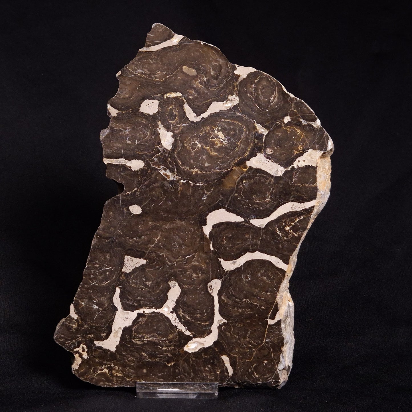 ACACIELLA AUSTRALICA STROMATOLITE, Proterozoic, Australia ZAA003