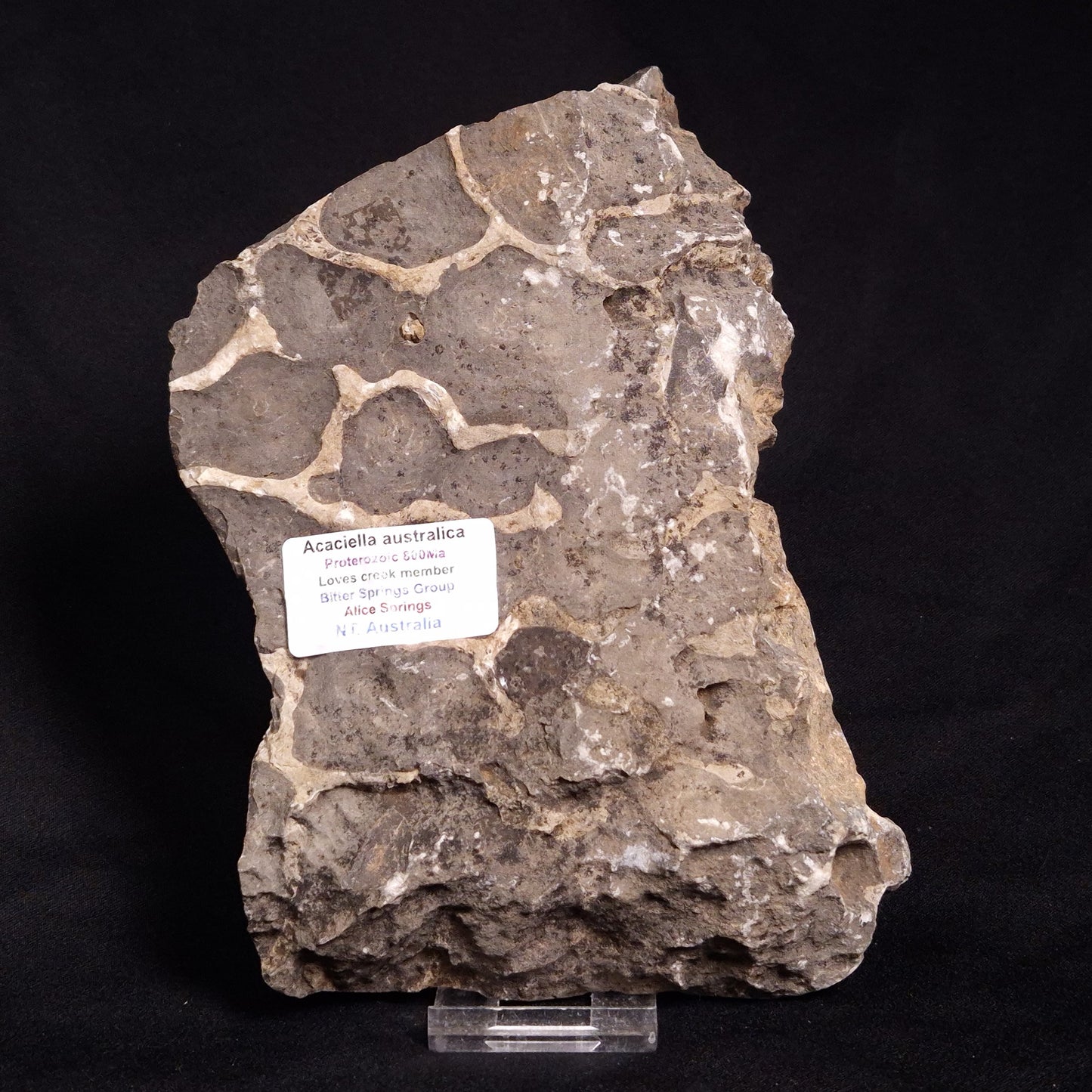 ACACIELLA AUSTRALICA STROMATOLITE, Proterozoic, Australia ZAA003