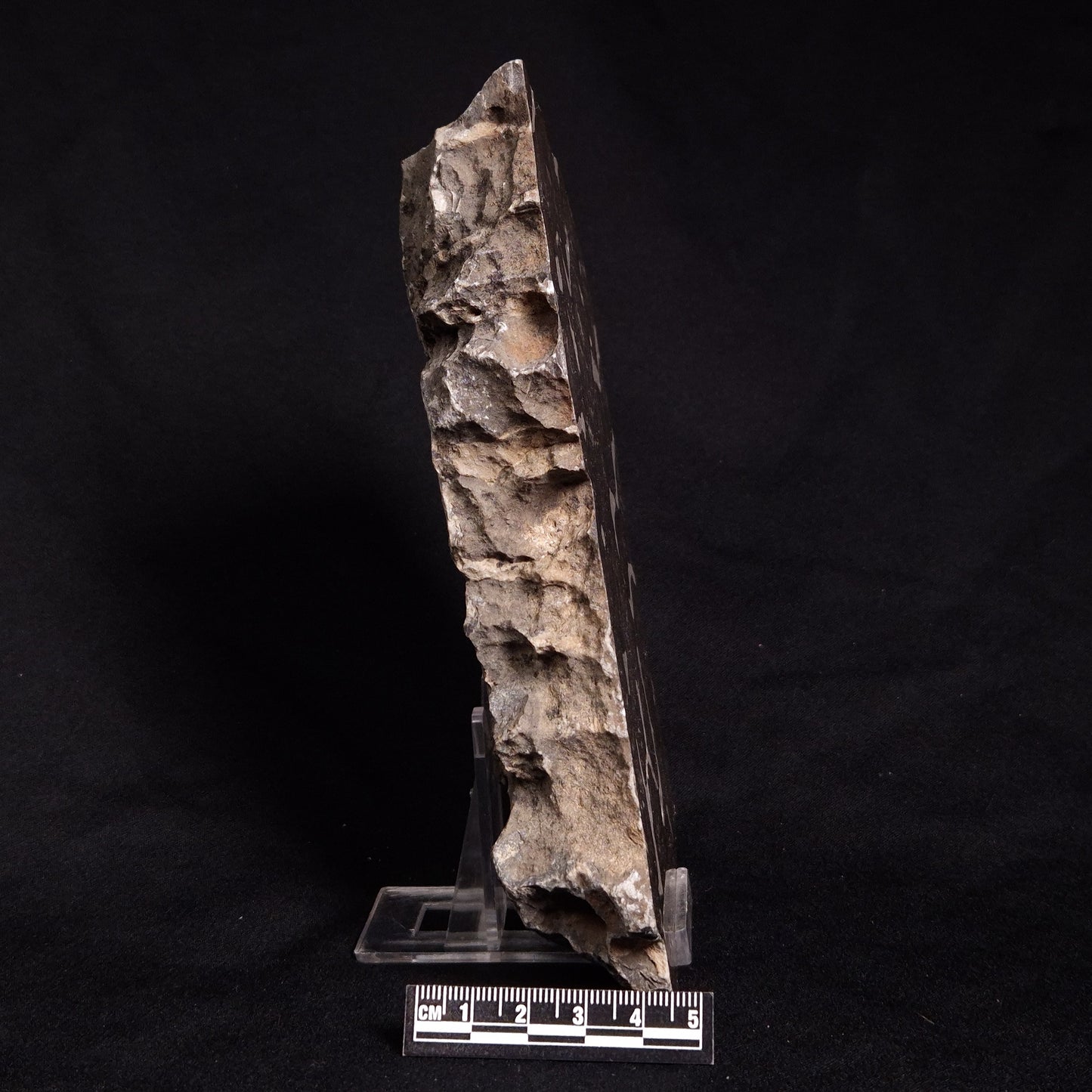 ACACIELLA AUSTRALICA STROMATOLITE, Proterozoic, Australia ZAA003