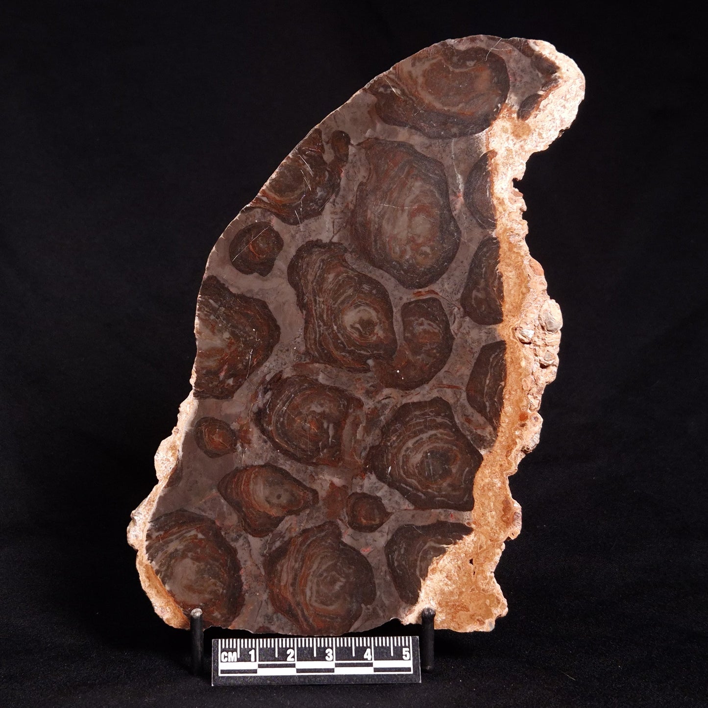 ACACIELLA AUSTRALICA STROMATOLITE, Proterozoic, Australia ZAA004