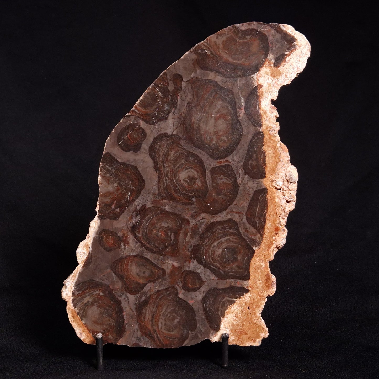 ACACIELLA AUSTRALICA STROMATOLITE, Proterozoic, Australia ZAA004
