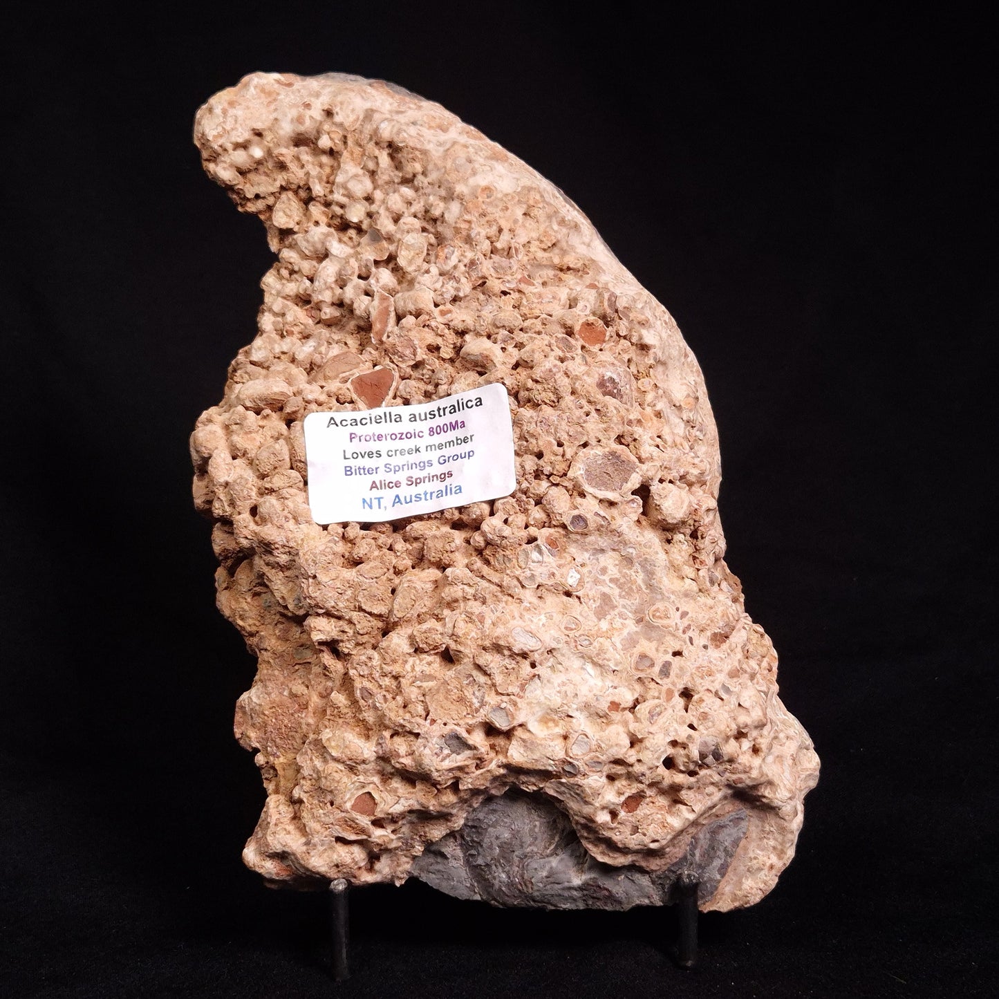 ACACIELLA AUSTRALICA STROMATOLITE, Proterozoic, Australia ZAA004