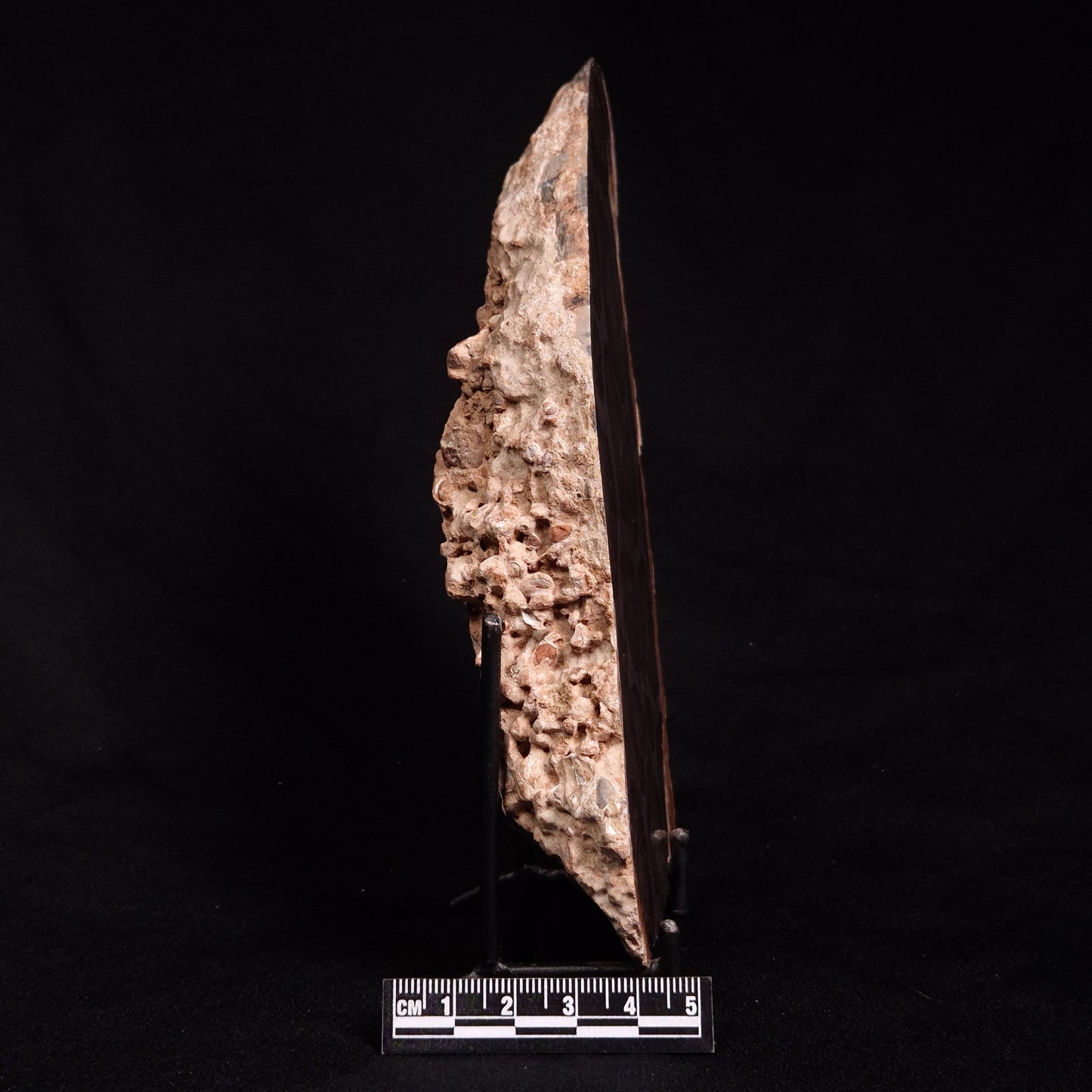 ACACIELLA AUSTRALICA STROMATOLITE, Proterozoic, Australia ZAA004