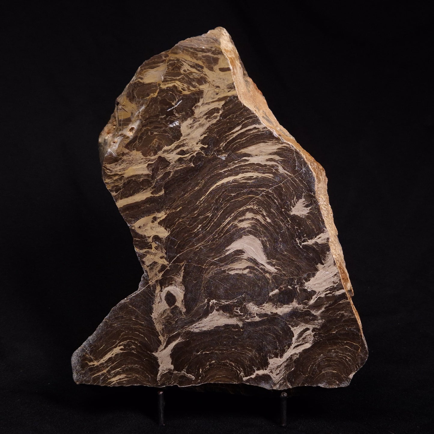 ACACIELLA AUSTRALICA STROMATOLITE, Proterozoic, Australia ZAA005