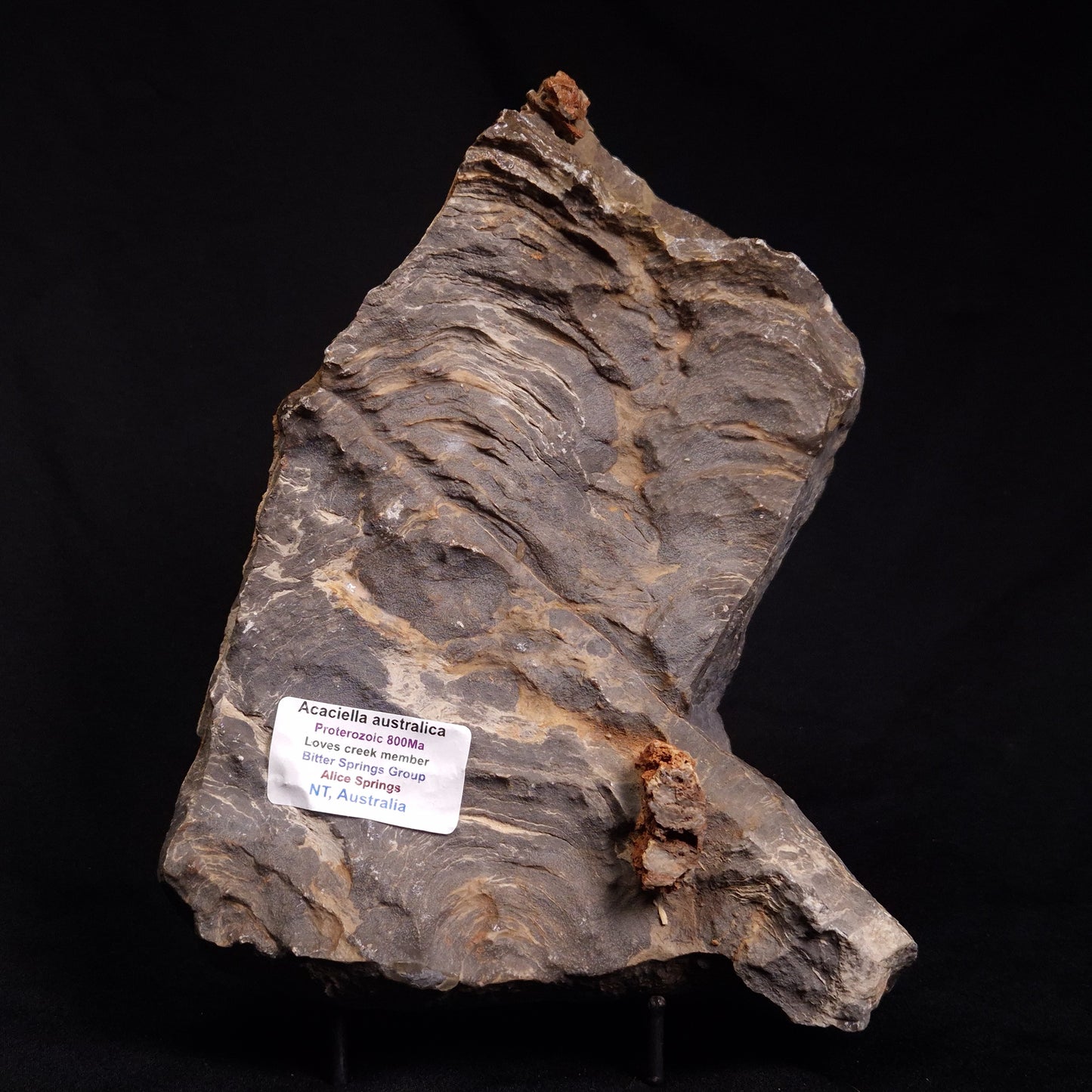 ACACIELLA AUSTRALICA STROMATOLITE, Proterozoic, Australia ZAA005