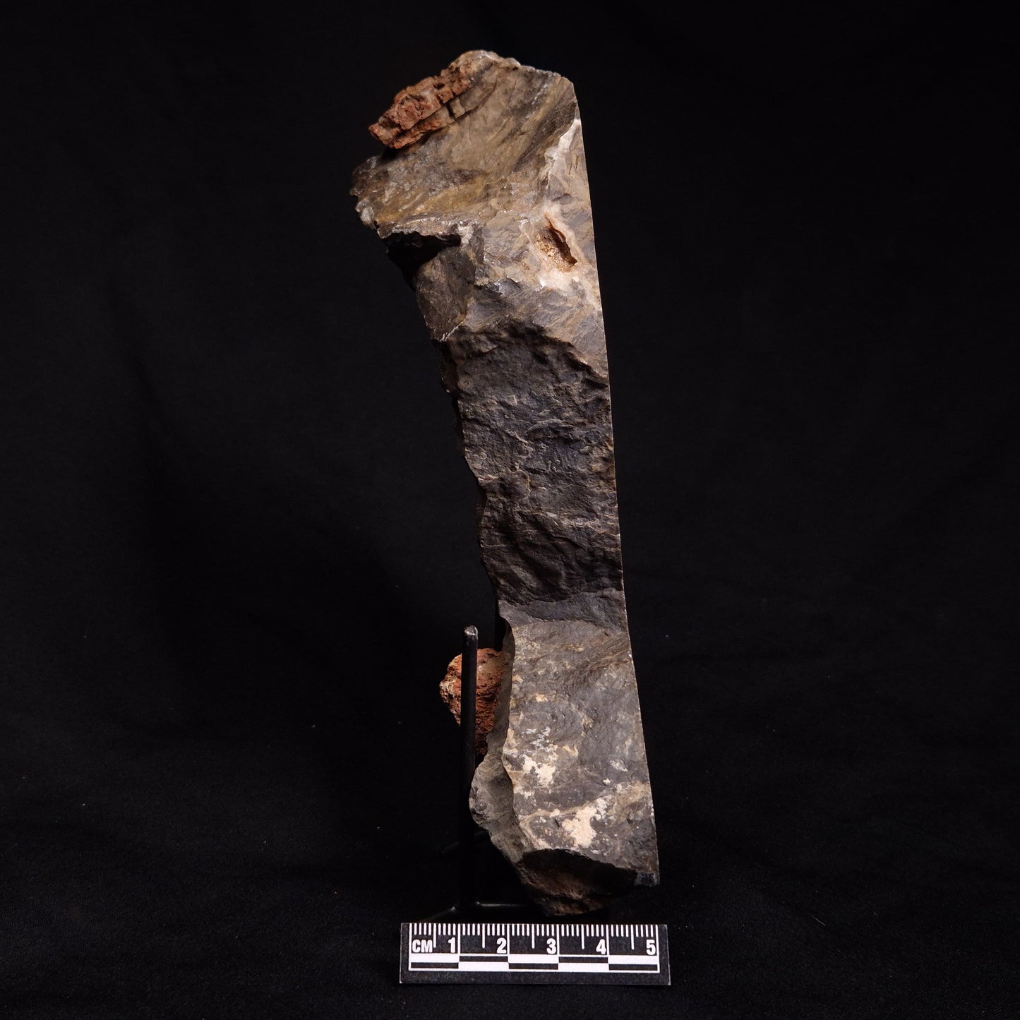 ACACIELLA AUSTRALICA STROMATOLITE, Proterozoic, Australia ZAA005