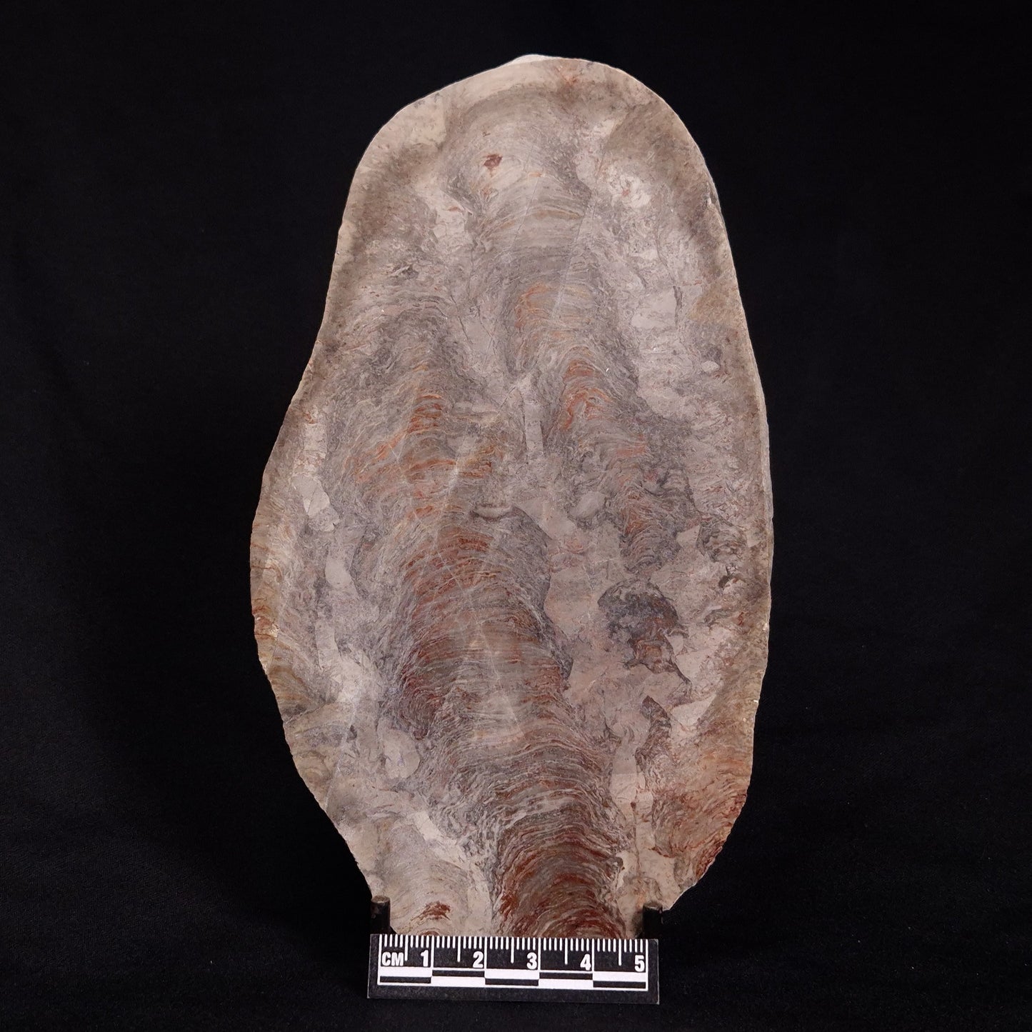 ACACIELLA AUSTRALICA STROMATOLITE, Proterozoic, Australia ZAA006