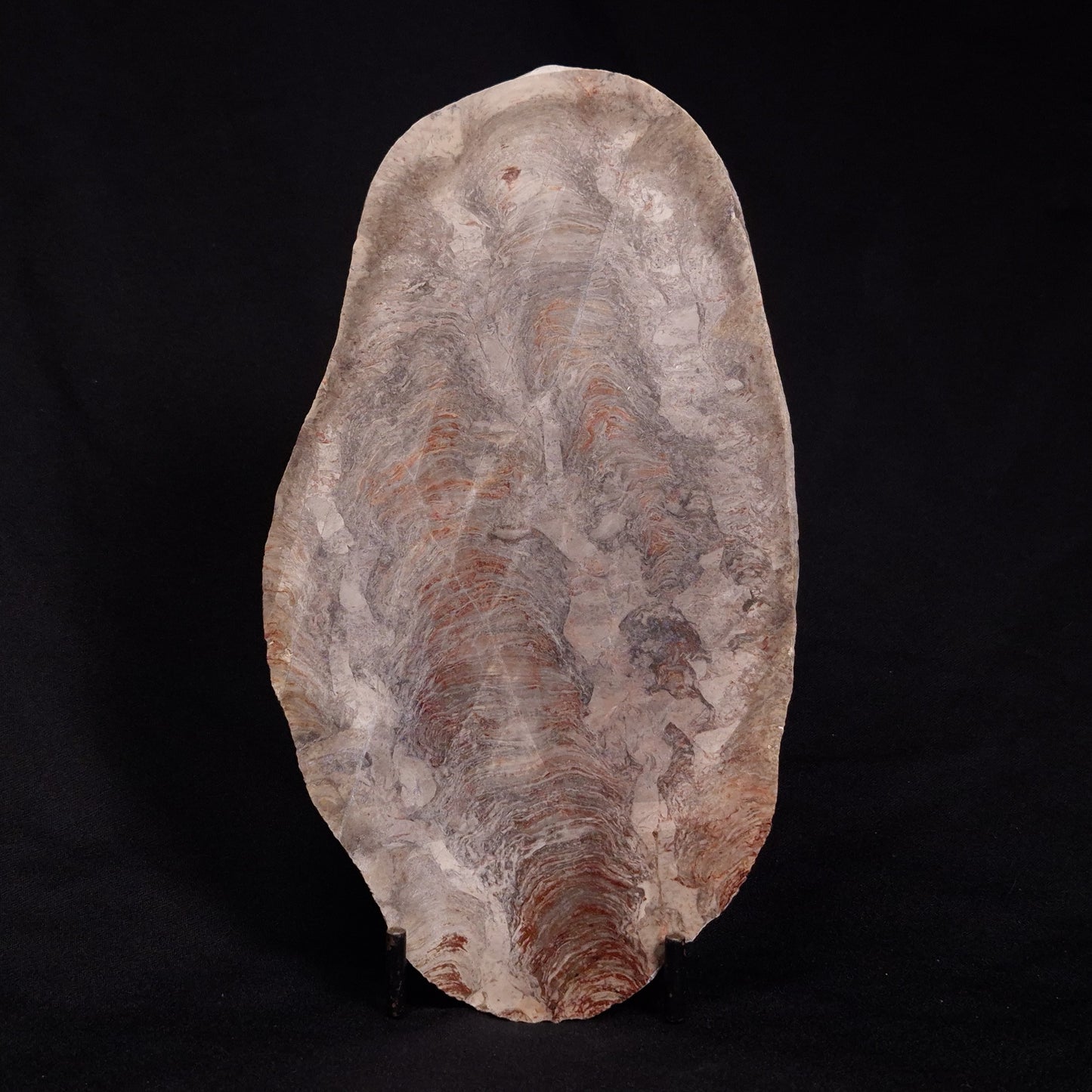 ACACIELLA AUSTRALICA STROMATOLITE, Proterozoic, Australia ZAA006