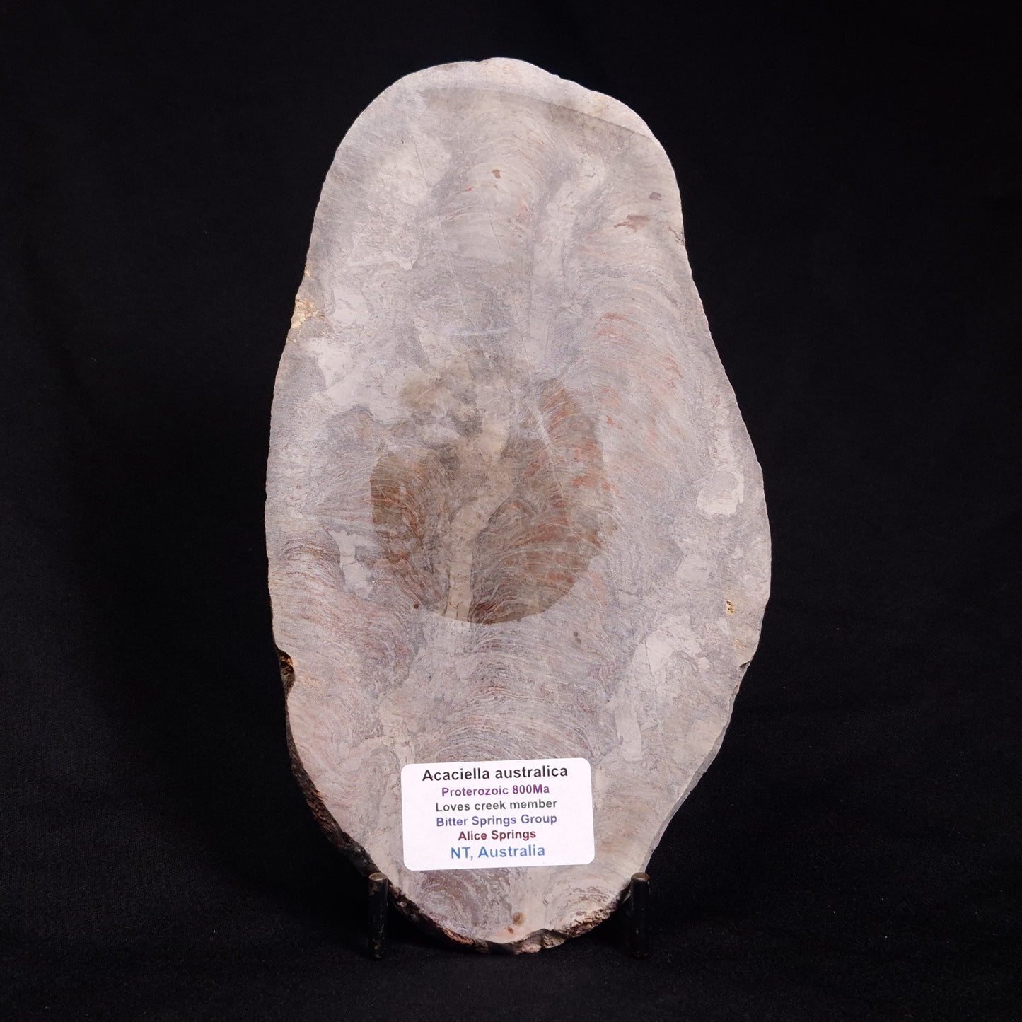 ACACIELLA AUSTRALICA STROMATOLITE, Proterozoic, Australia ZAA006