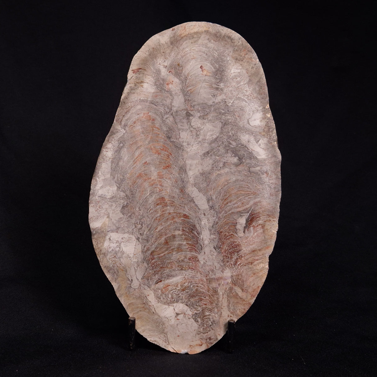 ACACIELLA AUSTRALICA STROMATOLITE, Proterozoic, Australia ZAA007