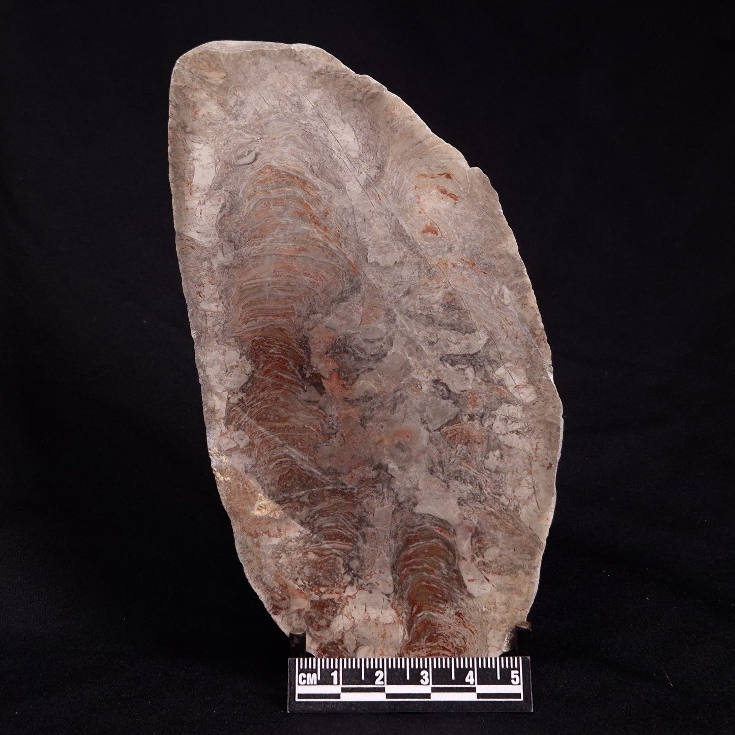 ACACIELLA AUSTRALICA STROMATOLITE, Proterozoic, Australia ZAA008