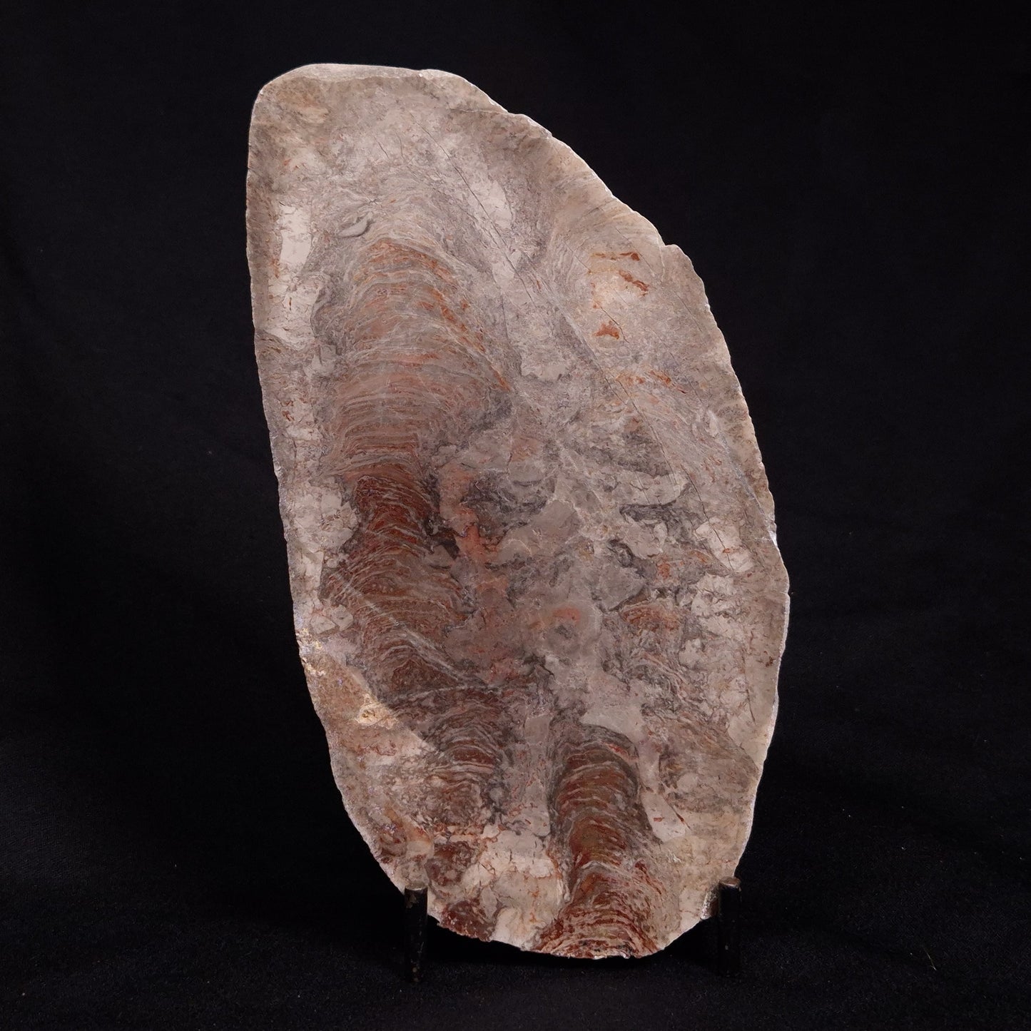 ACACIELLA AUSTRALICA STROMATOLITE, Proterozoic, Australia ZAA008