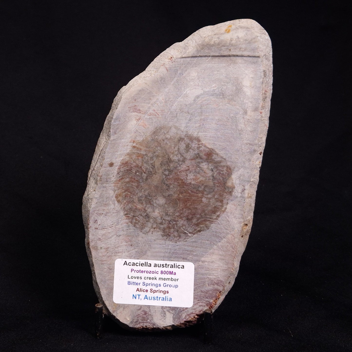 ACACIELLA AUSTRALICA STROMATOLITE, Proterozoic, Australia ZAA008