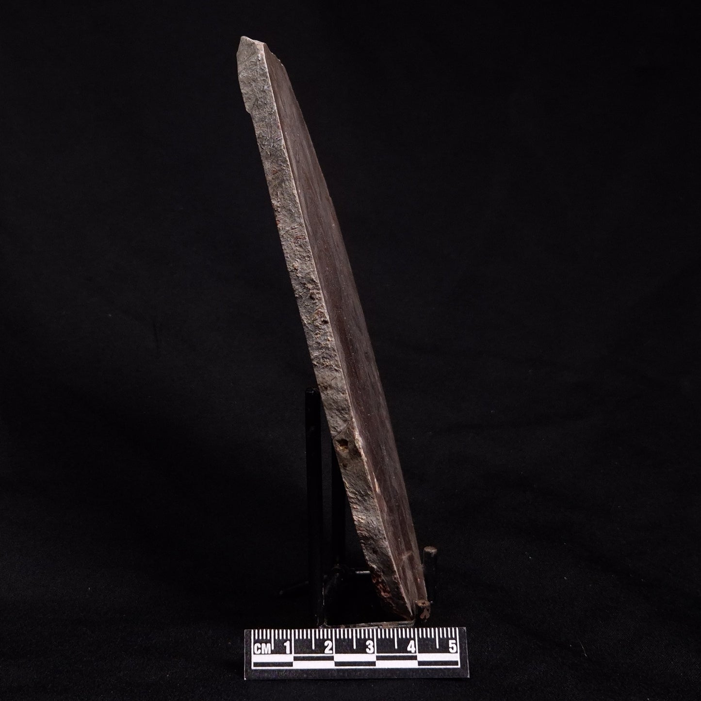 ACACIELLA AUSTRALICA STROMATOLITE, Proterozoic, Australia ZAA008