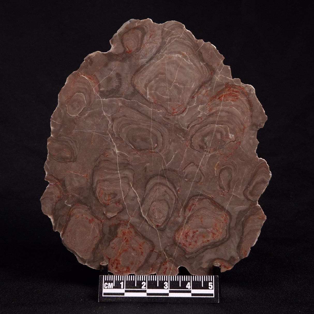 ACACIELLA AUSTRALICA STROMATOLITE, Proterozoic, Australia ZAA009