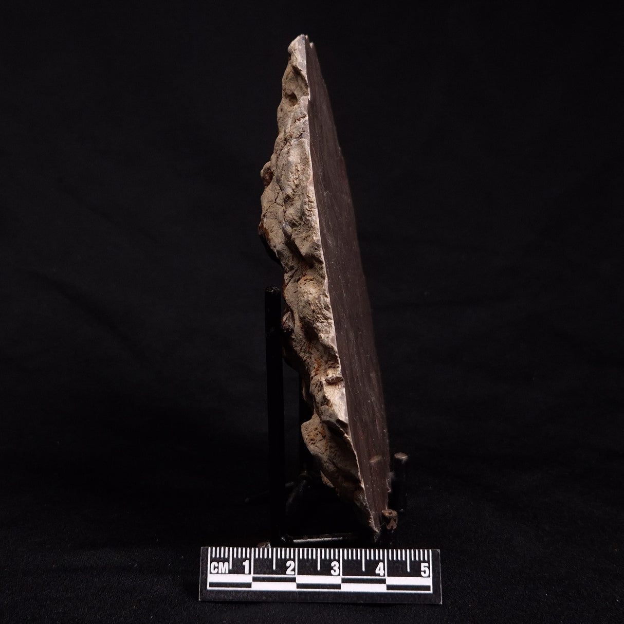 ACACIELLA AUSTRALICA STROMATOLITE, Proterozoic, Australia ZAA009