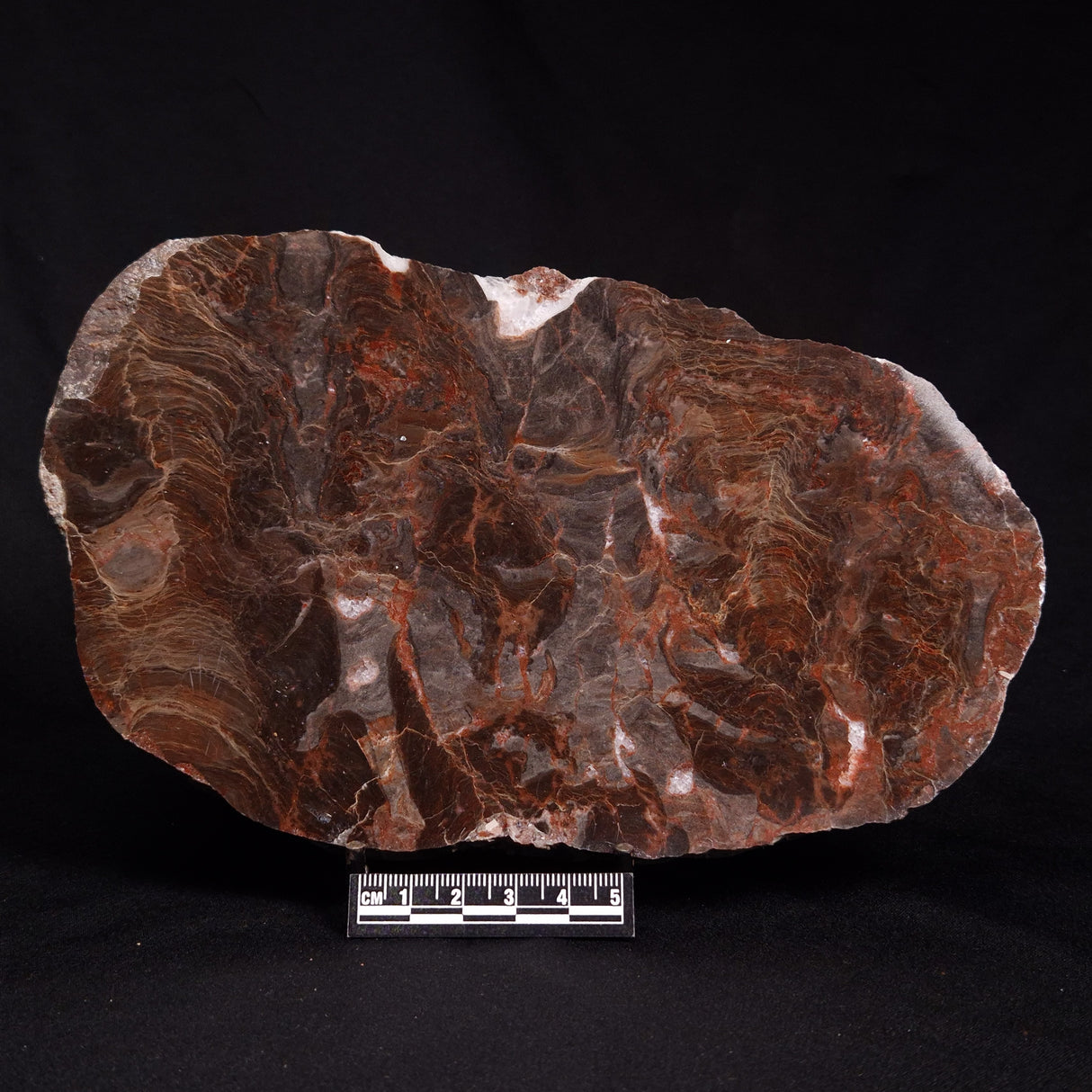 ACACIELLA AUSTRALICA STROMATOLITE, Proterozoic, Australia ZAA010