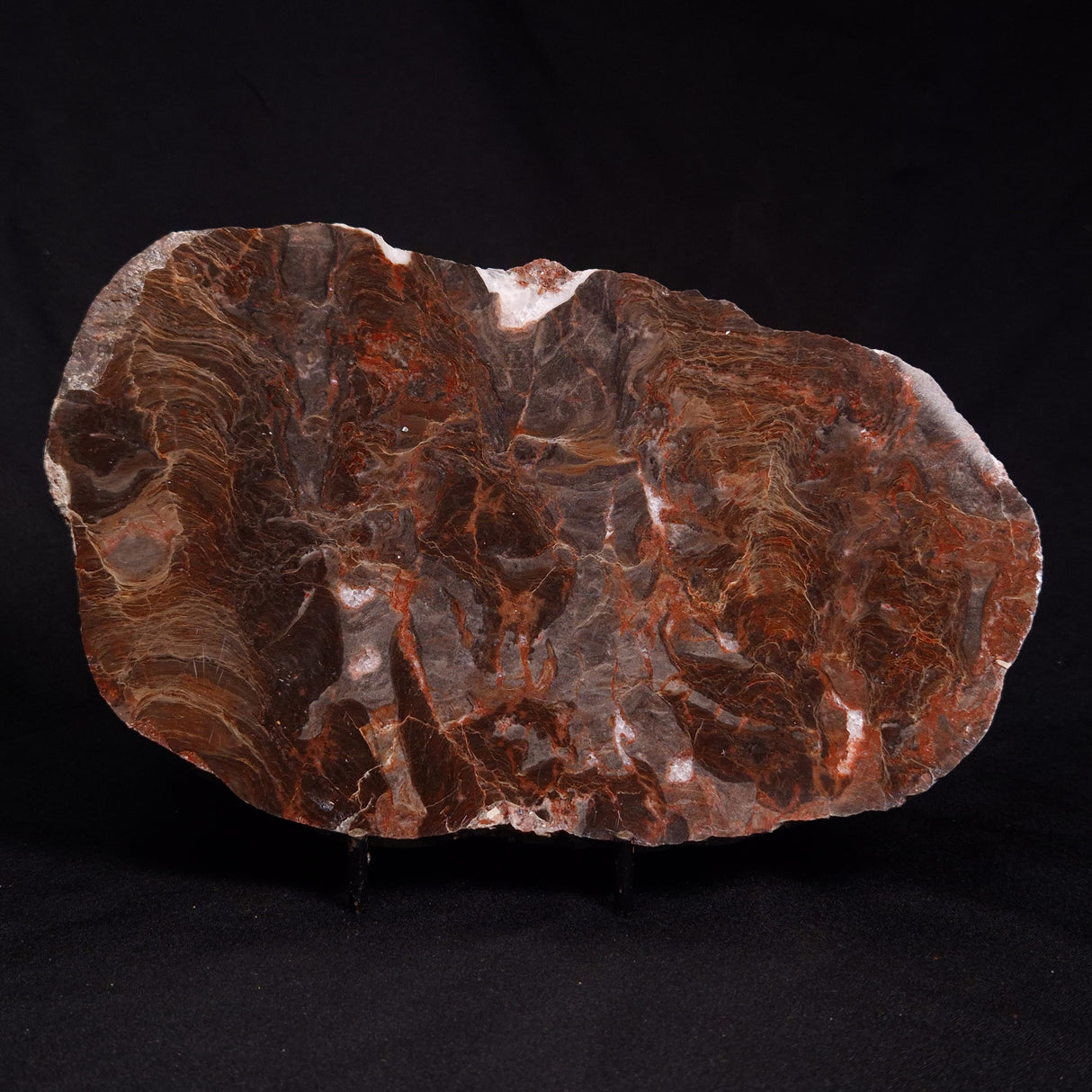 ACACIELLA AUSTRALICA STROMATOLITE, Proterozoic, Australia ZAA010