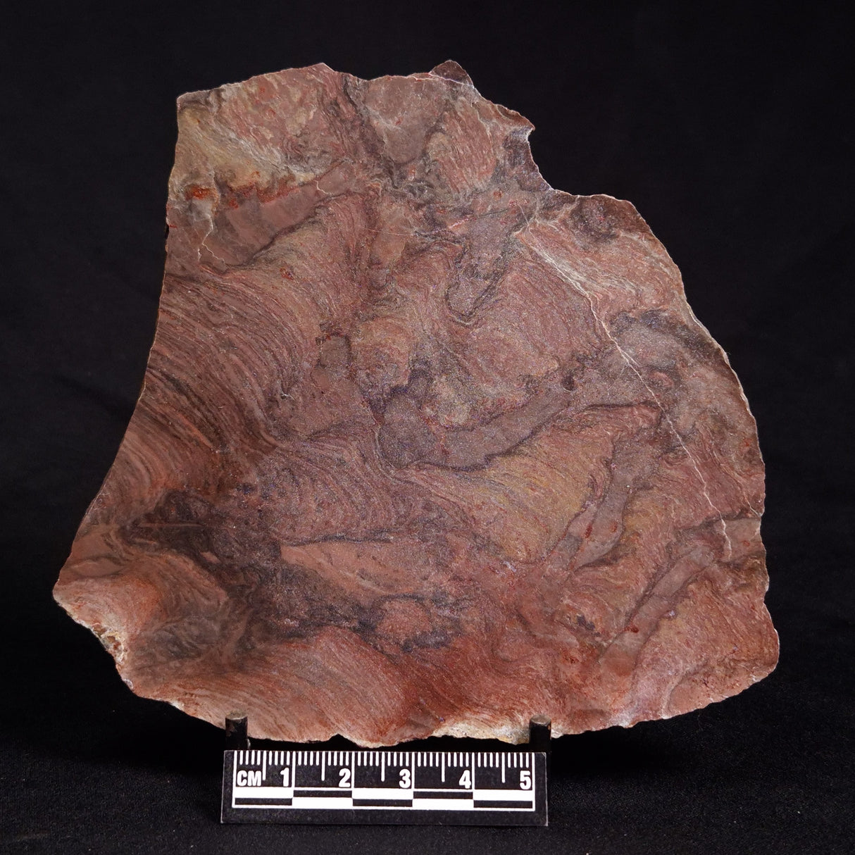 ACACIELLA AUSTRALICA STROMATOLITE, Proterozoic, Australia ZAA011
