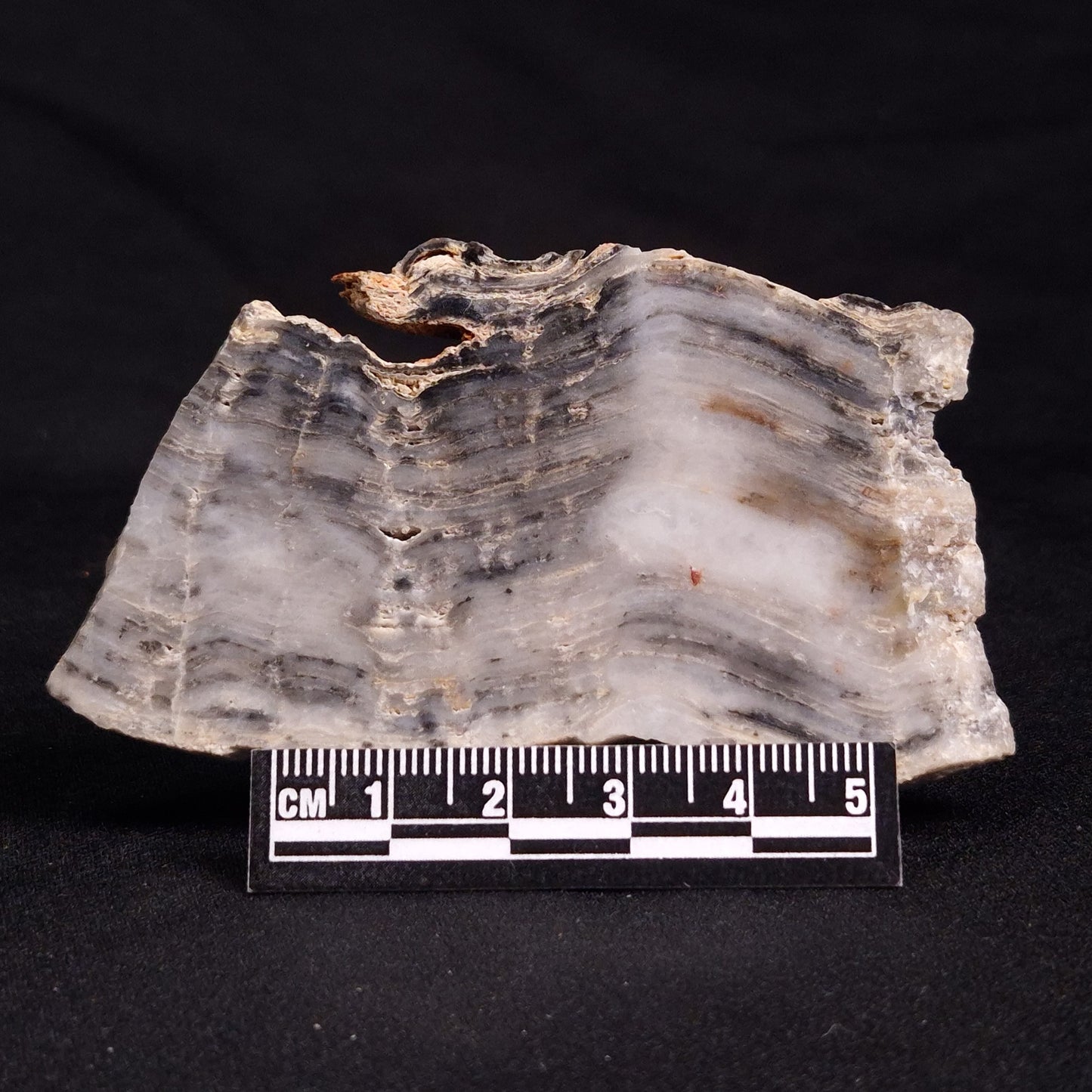 MOUNT MCGRATH STROMATOLITE, Lower Proterozoic, Australia ZMG019