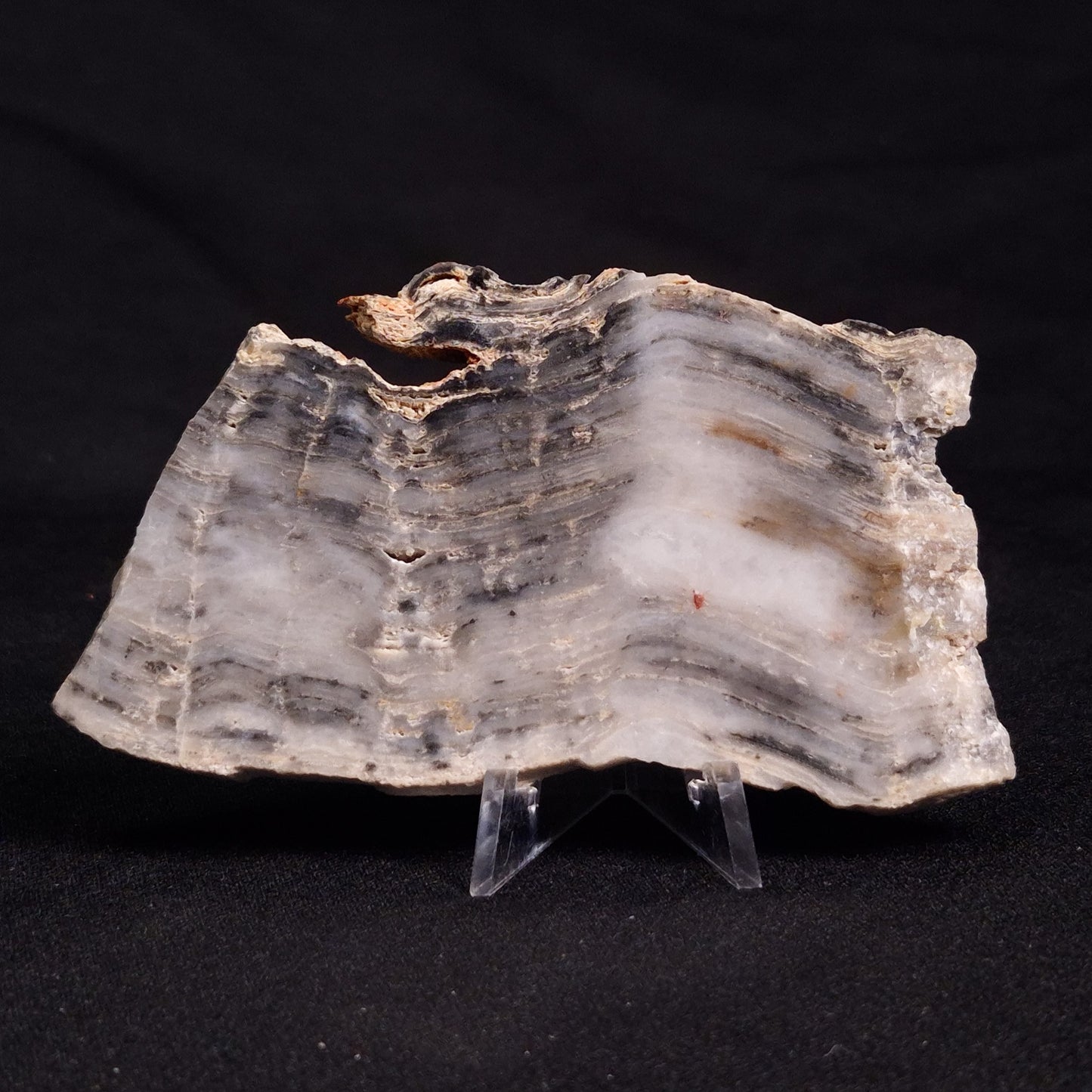 MOUNT MCGRATH STROMATOLITE, Lower Proterozoic, Australia ZMG019