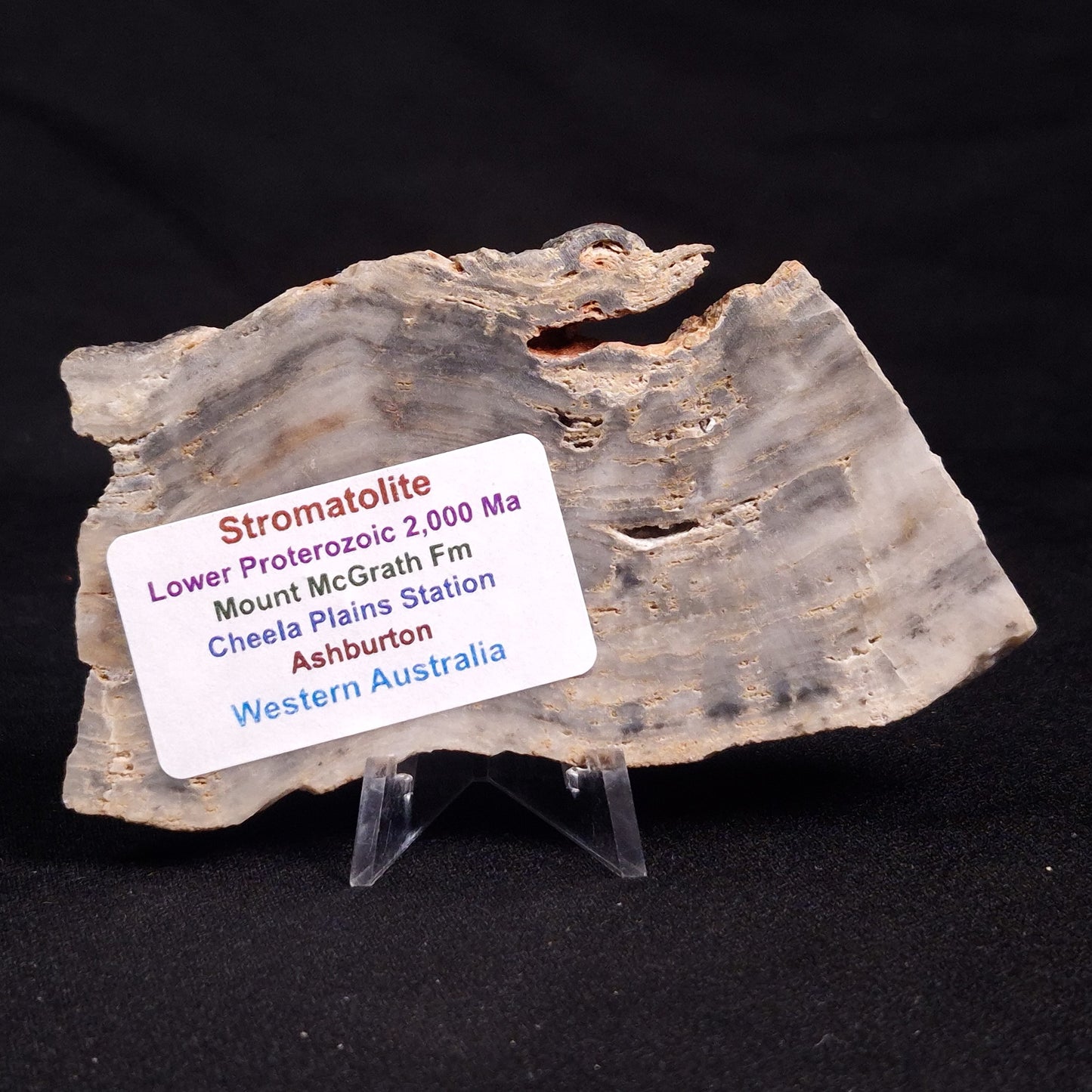 MOUNT MCGRATH STROMATOLITE, Lower Proterozoic, Australia ZMG019