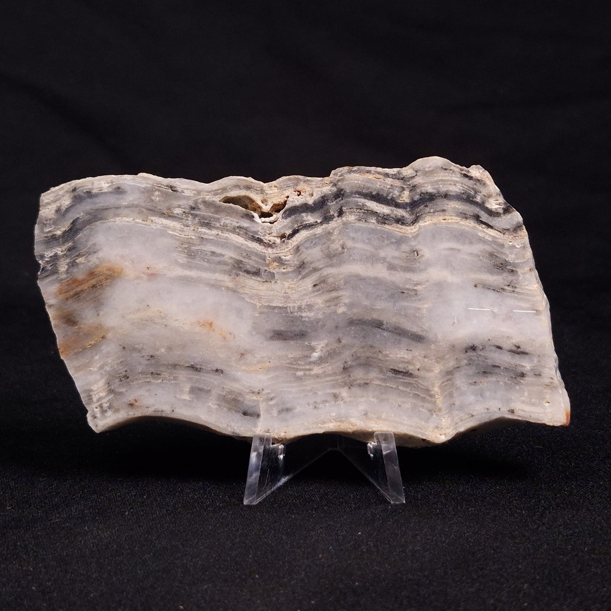 MOUNT MCGRATH STROMATOLITE, Lower Proterozoic, Australia ZMG021