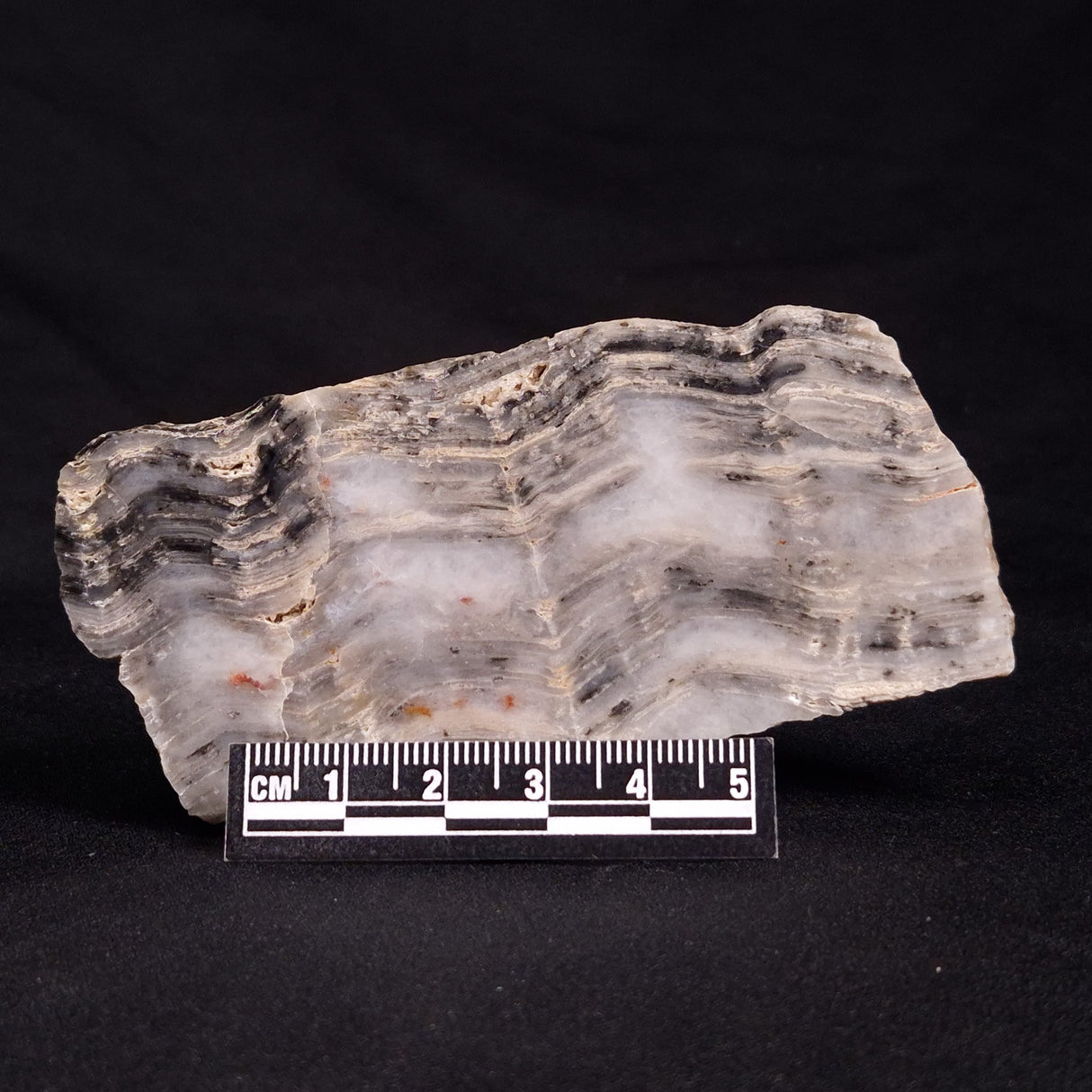 MOUNT MCGRATH STROMATOLITE, Lower Proterozoic, Australia ZMG022