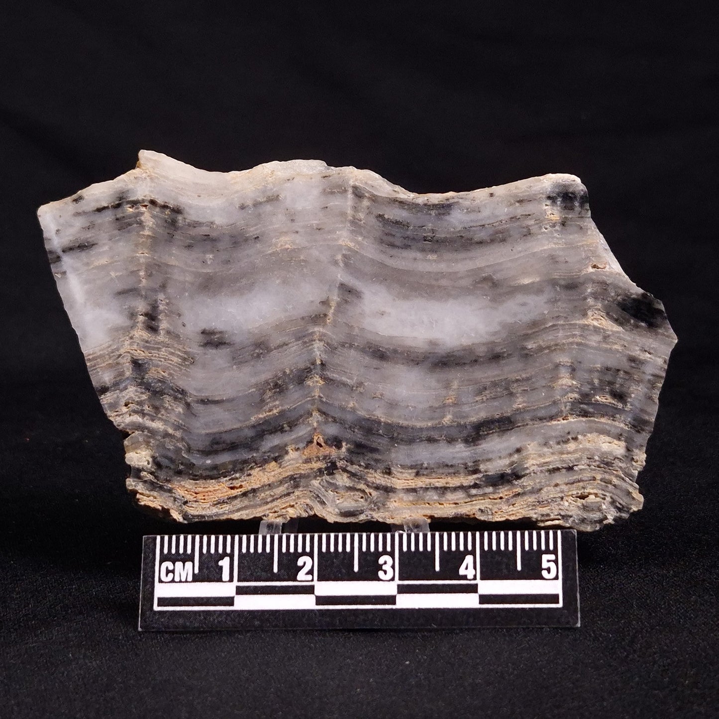 MOUNT MCGRATH STROMATOLITE, Lower Proterozoic, Australia ZMG023